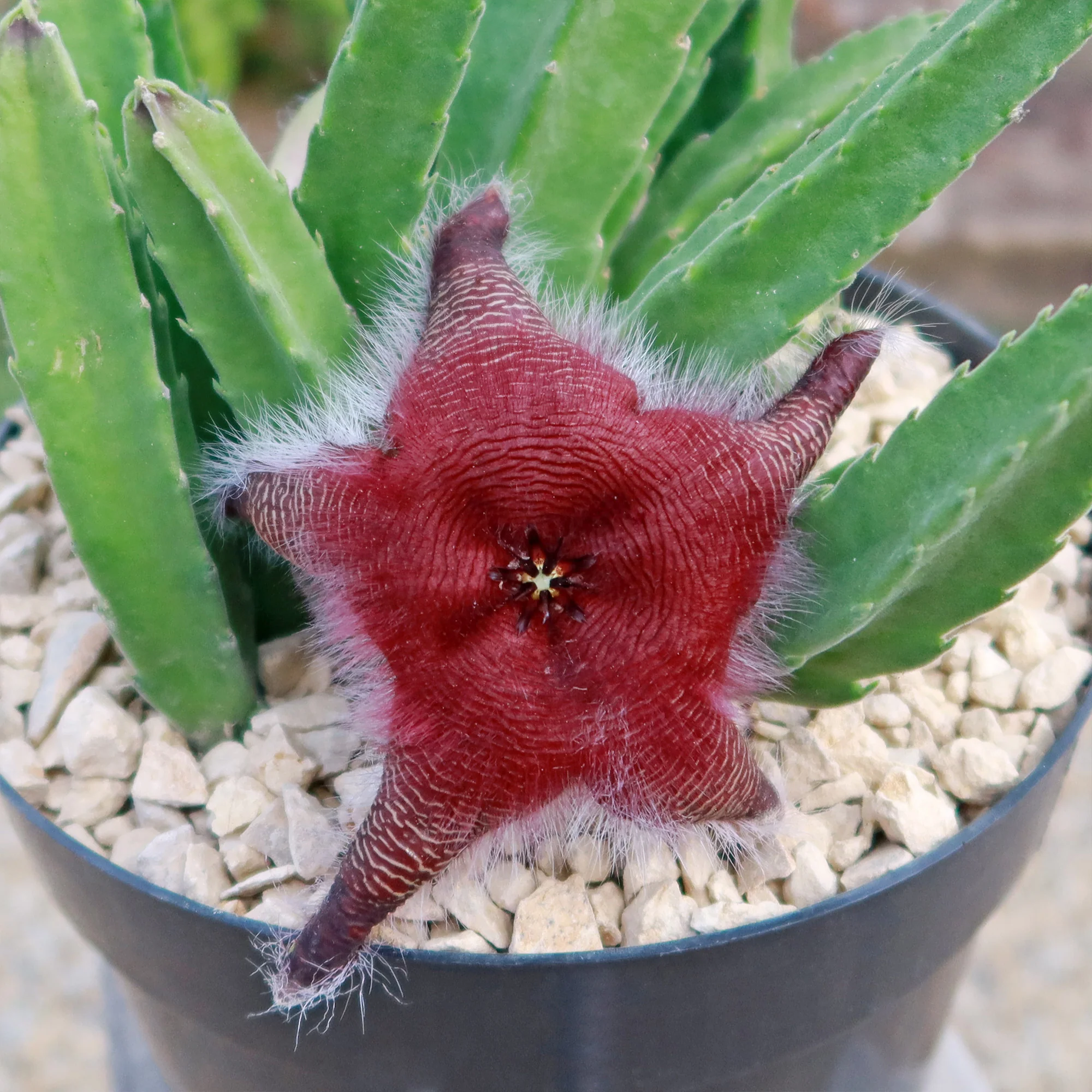 Giant Toad Plant ��Stapelia grandiflora��