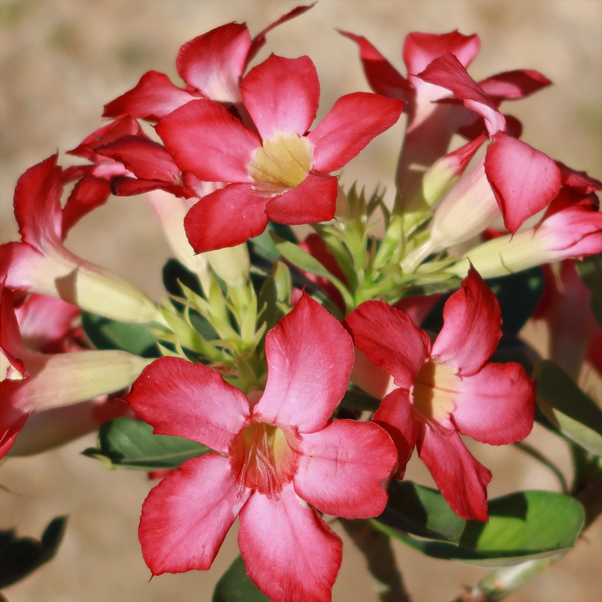Desert Rose 'Adenium obesum'