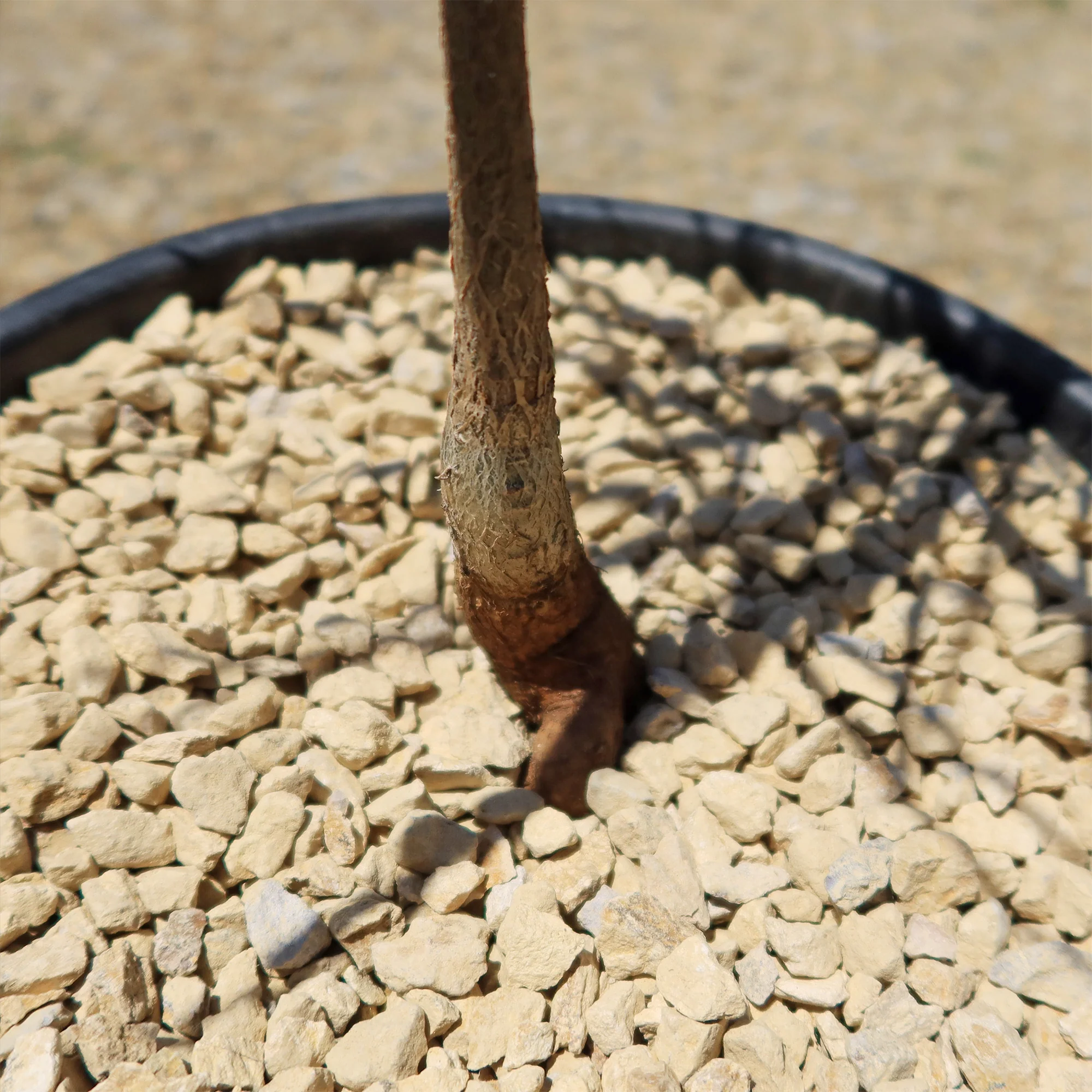 Queensland Bottle Tree 'Brachychiton rupestris'