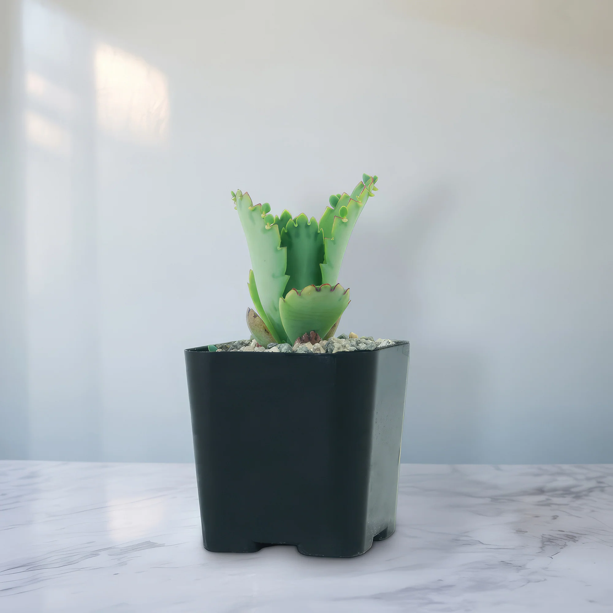 Mother of Thousands Plant 'Kalanchoe laetivirens'