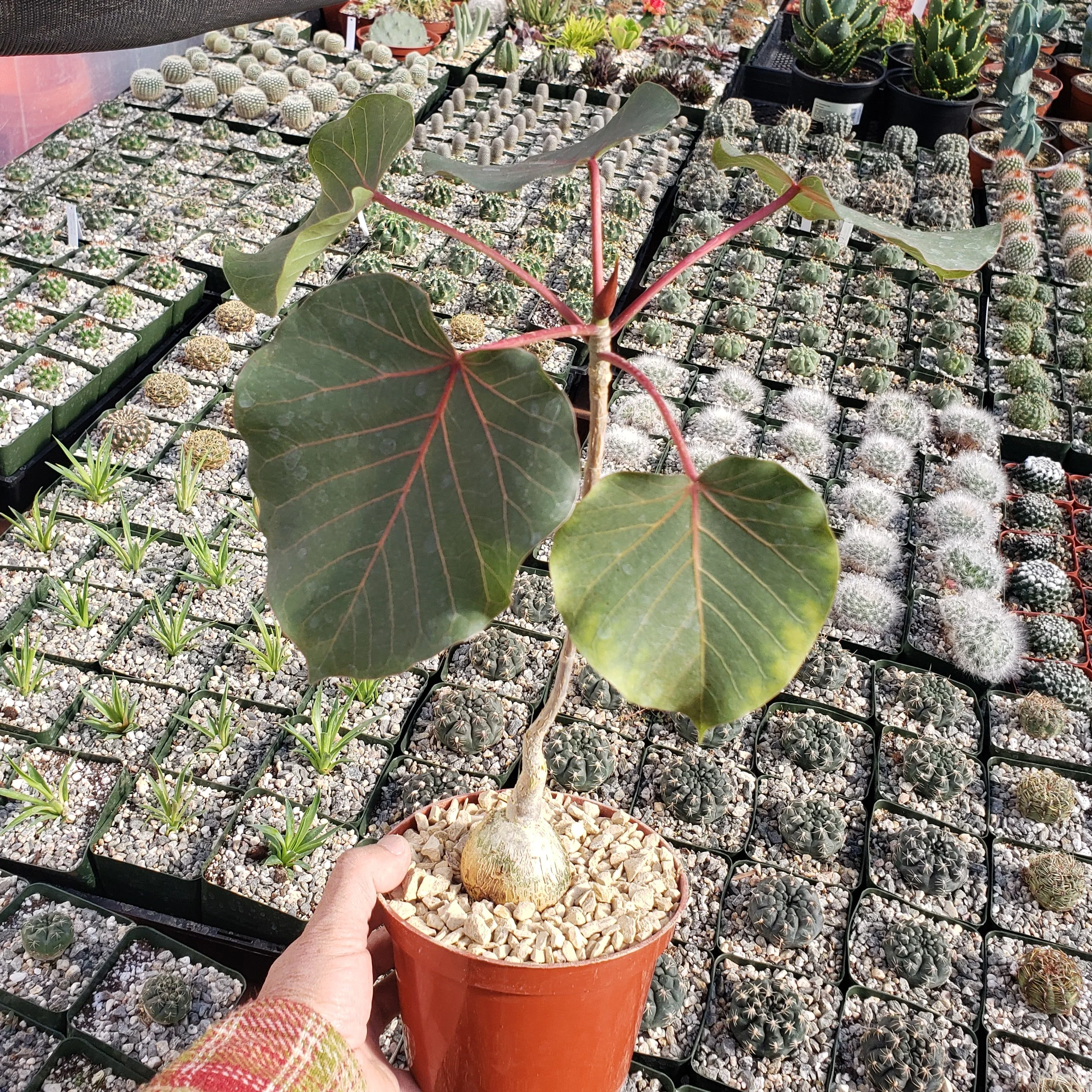Ficus petiolaris fig rock