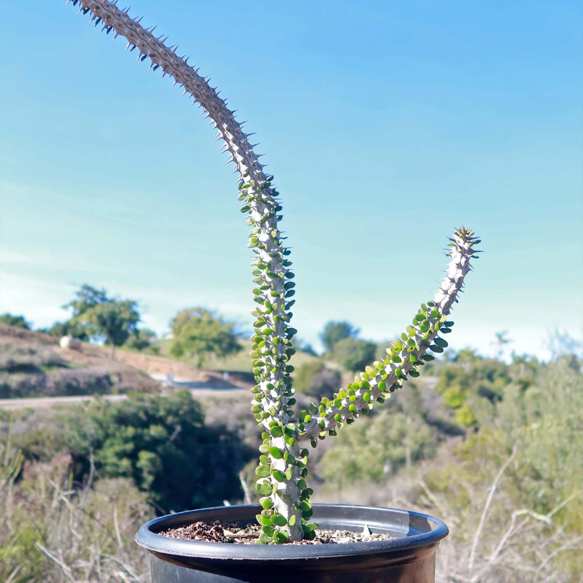 Madagascar ocotillo 'Alluaudia procera'