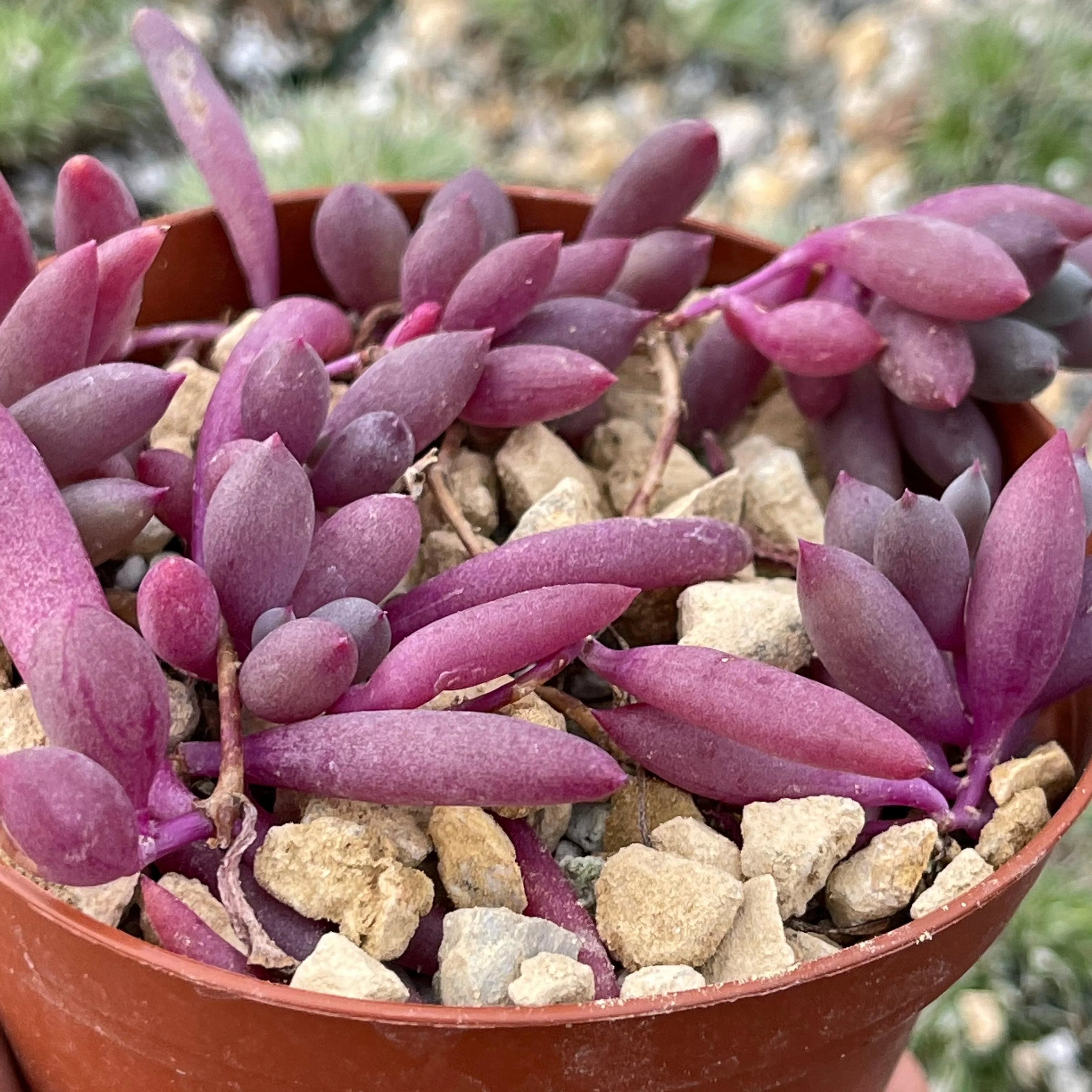 Ruby Necklace Plant 'Othonna capensis'
