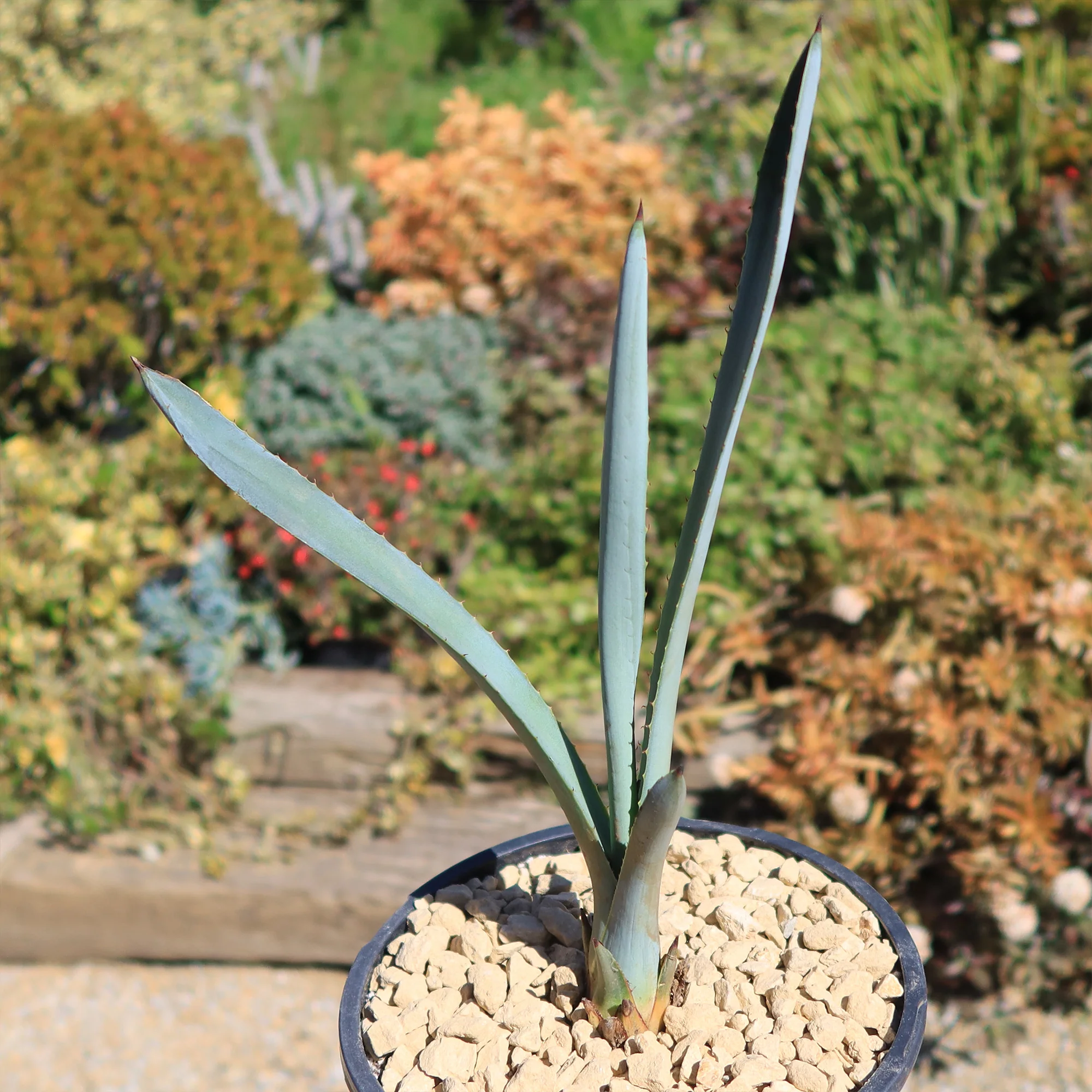 Blue agave - Agave Tequilana 'Tequila Plant'