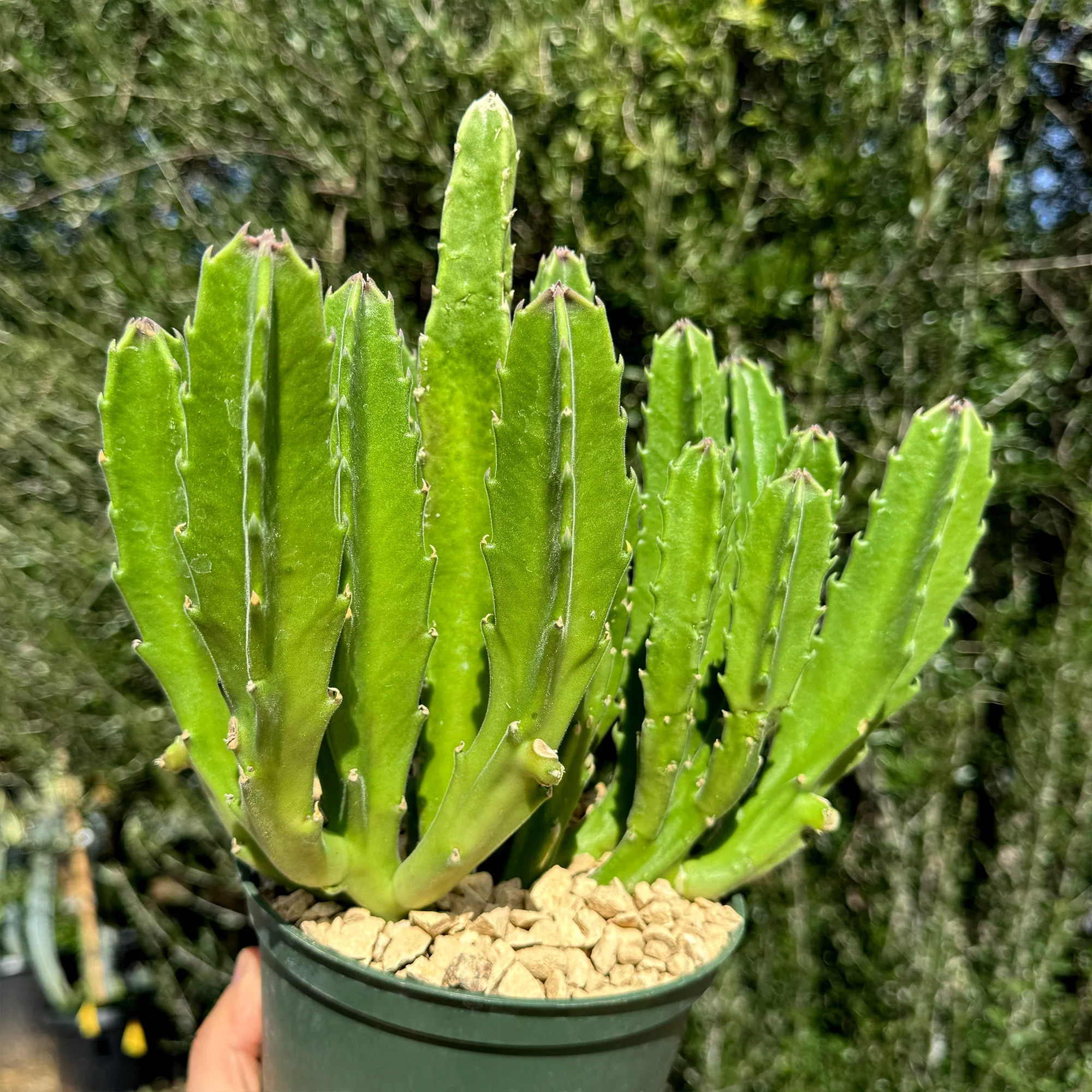 Carrion Plant 'Stapelia gigantea'