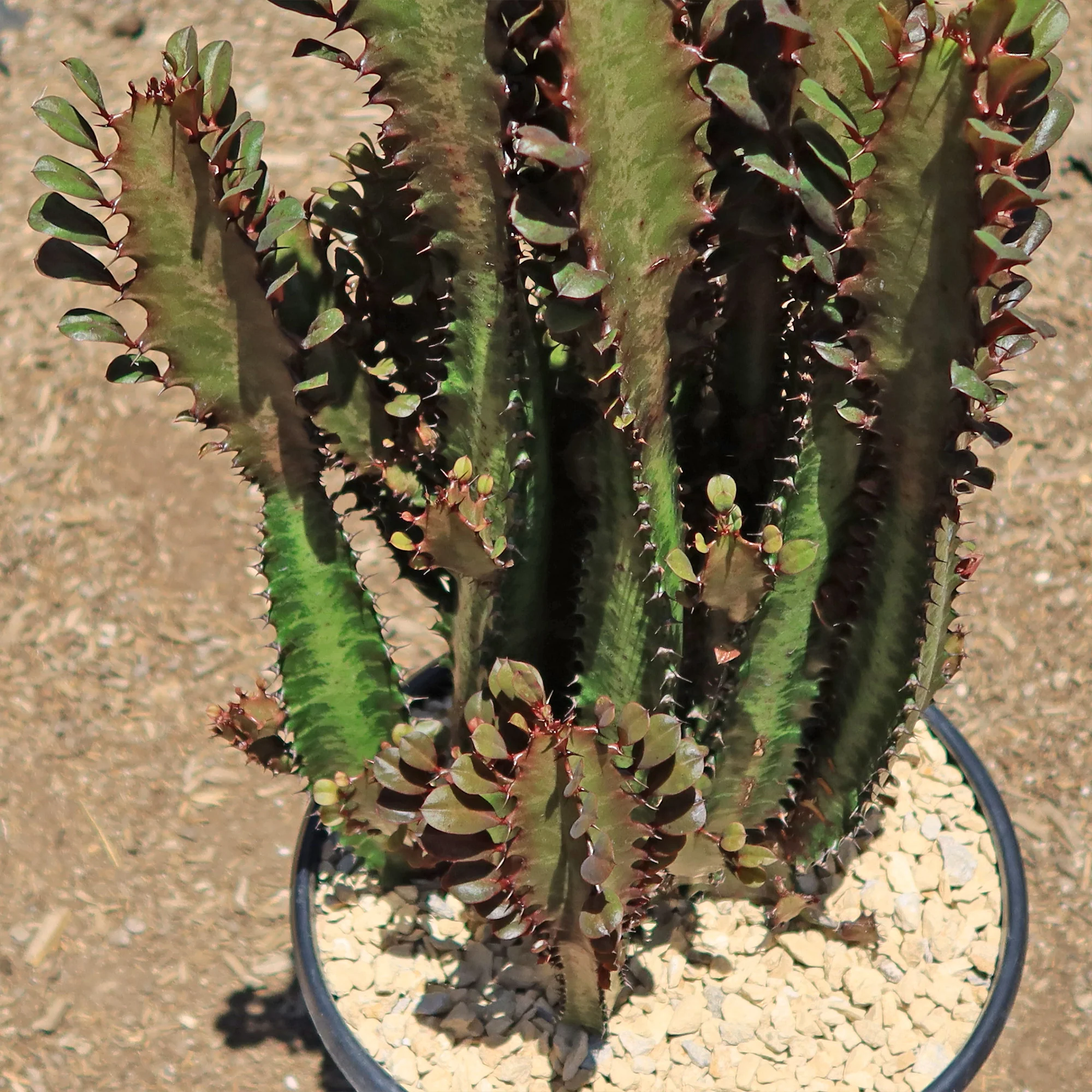 African Milk Tree - Euphorbia trigona 'Rubra'