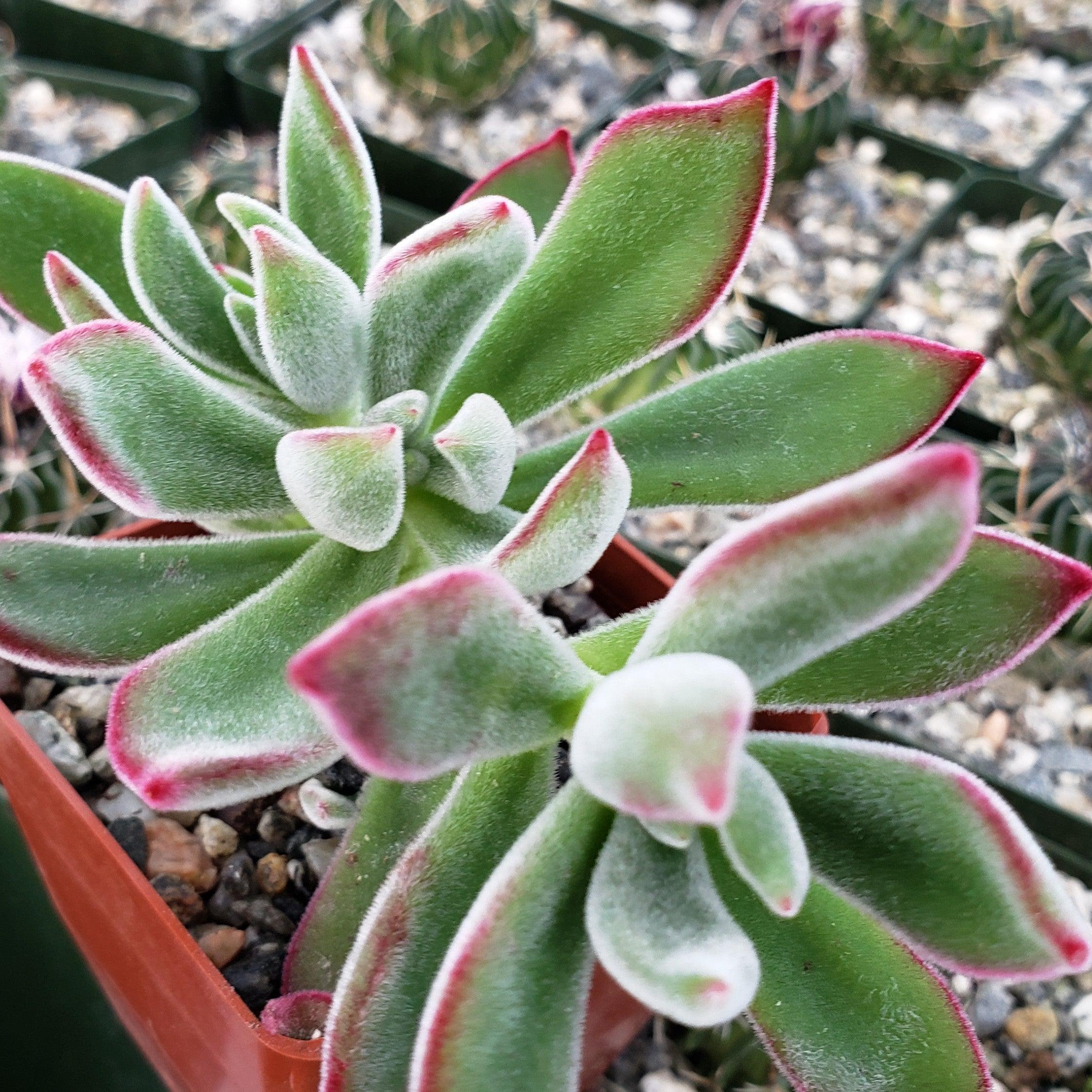 Ruby Slipper Succulent ��Echeveria harmsii��