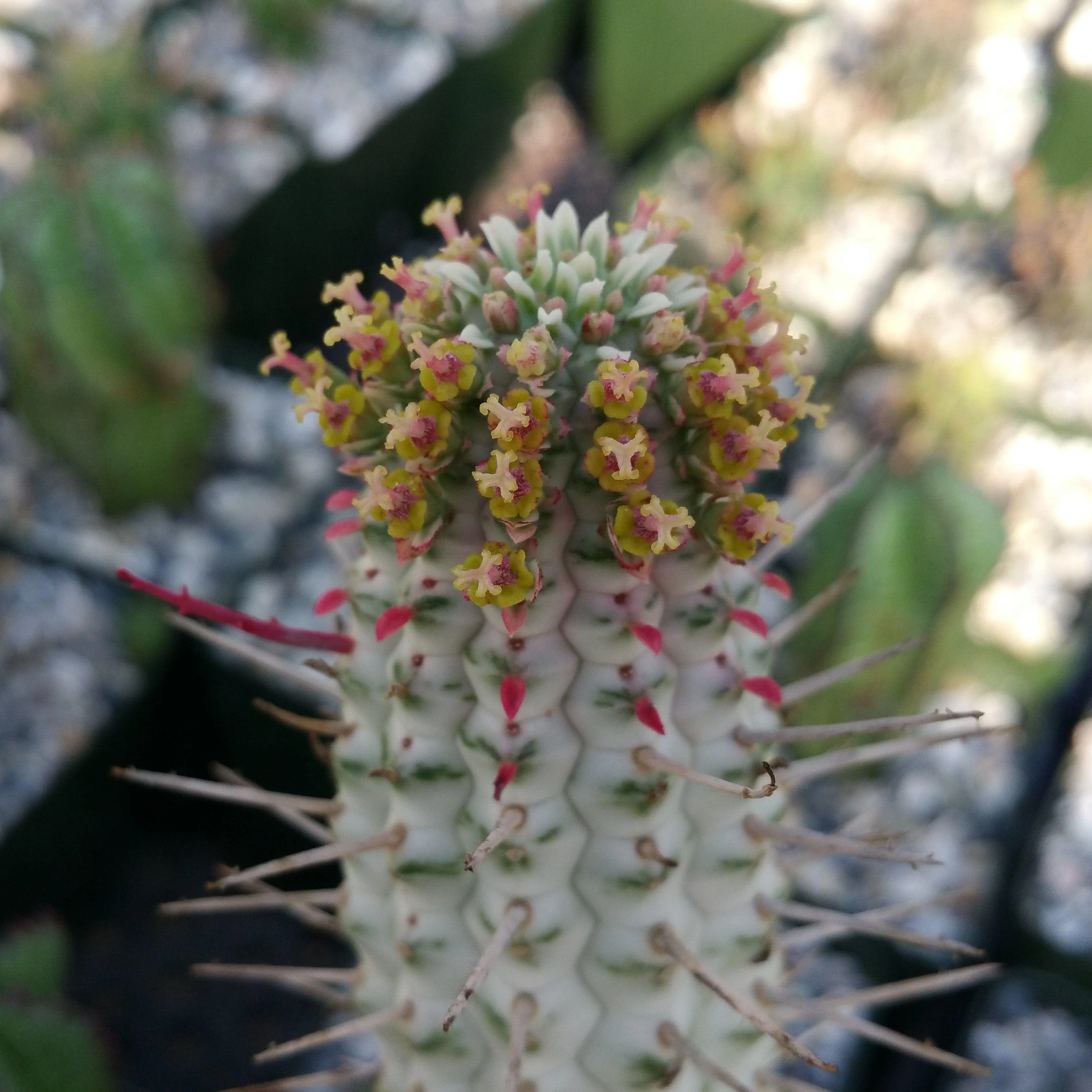 Euphorbia mammillaris variegata