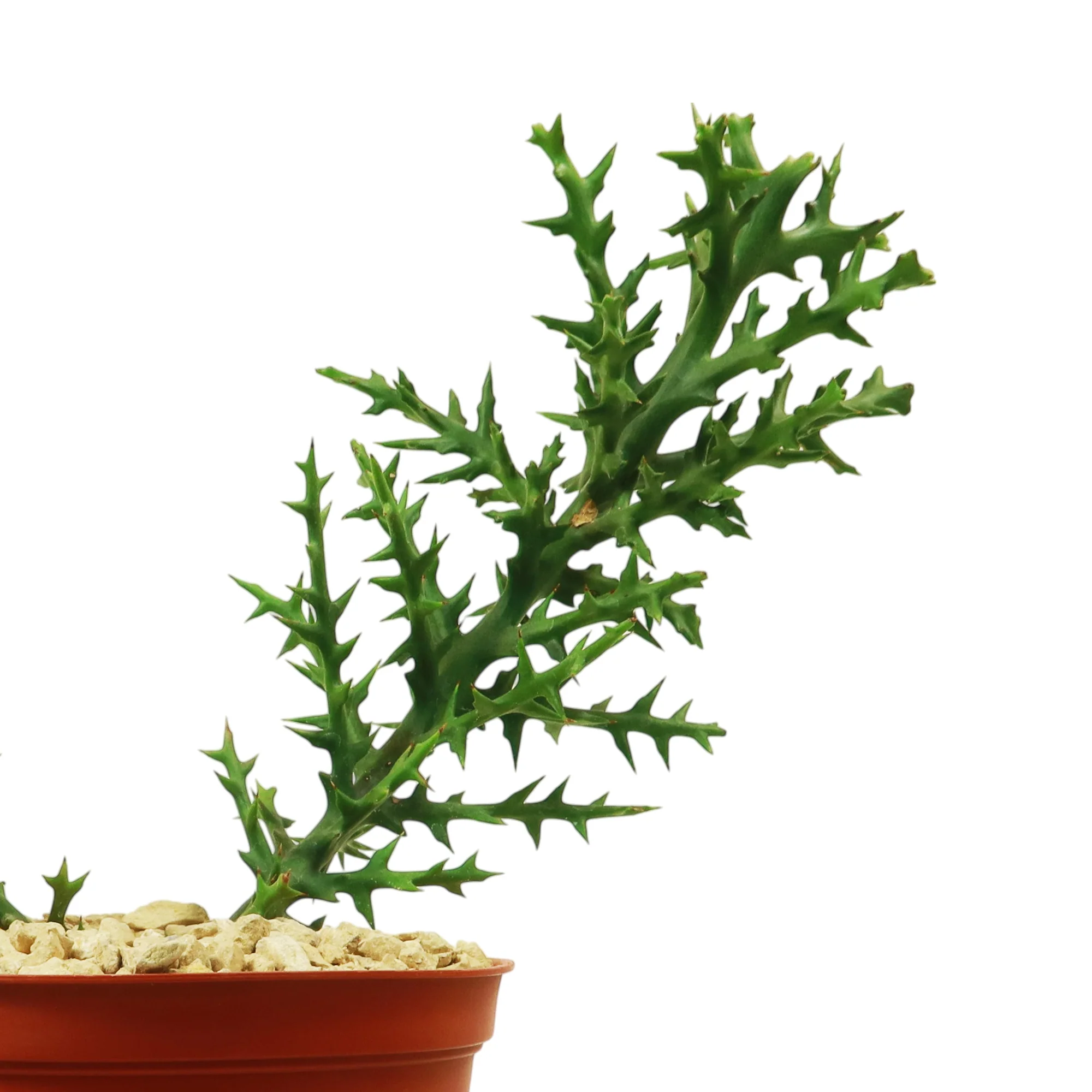 Euphorbia stenoclada