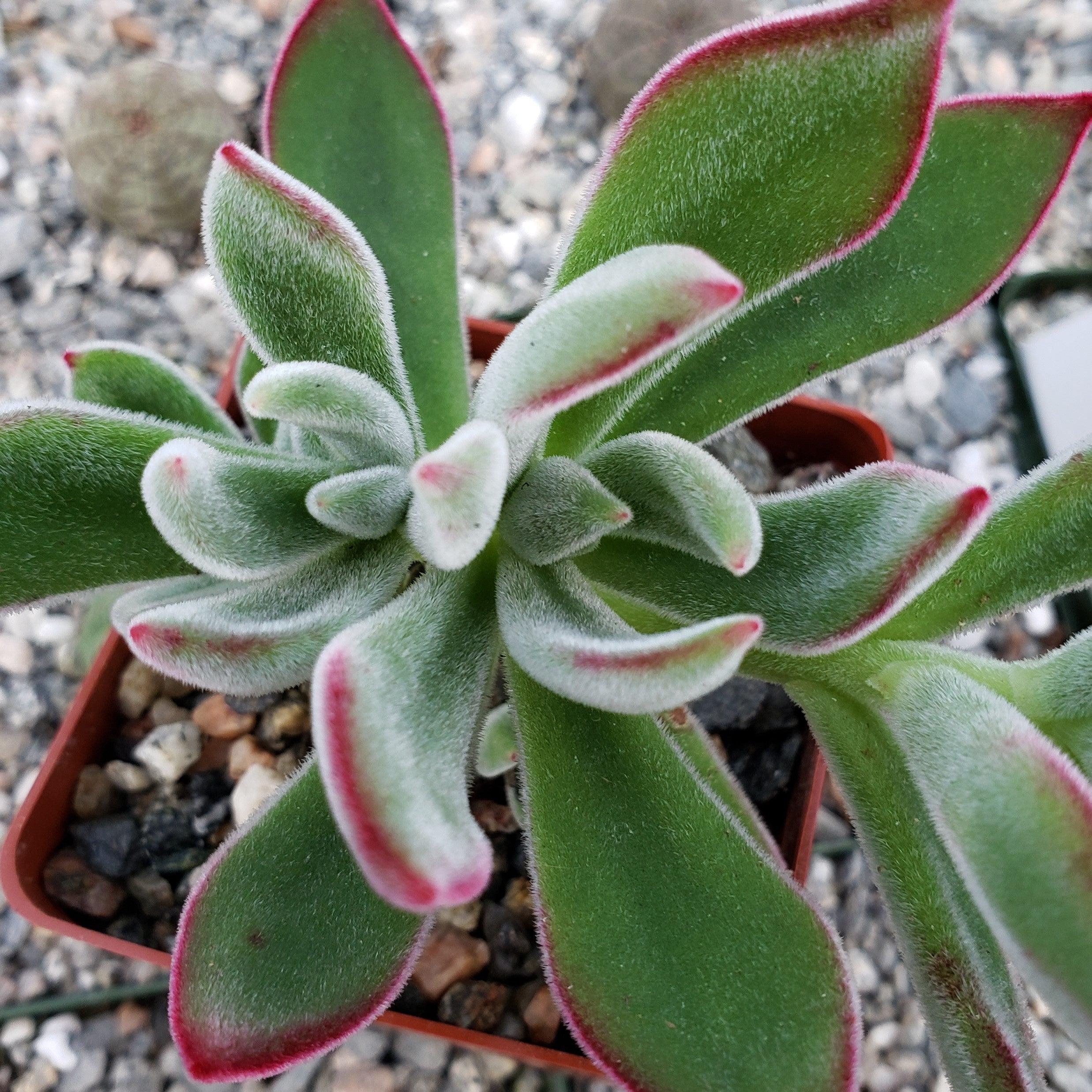 Ruby Slipper Succulent ��Echeveria harmsii��