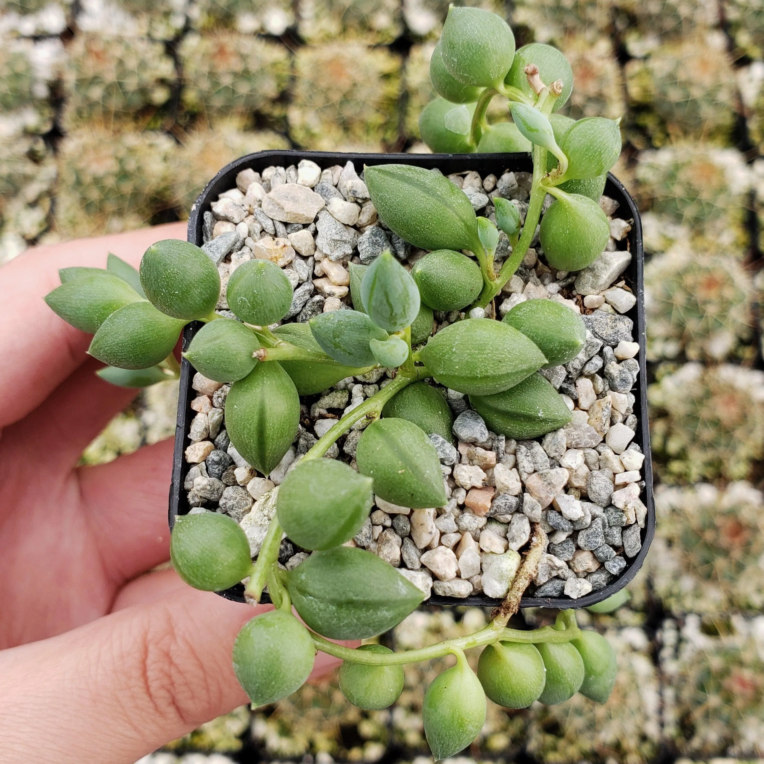 Variegated String of Pearls - Senecio Rowleyanus Variegated