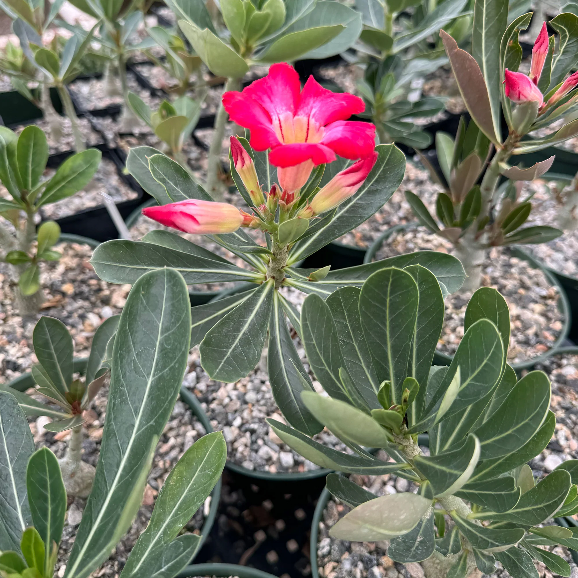 Desert Rose 'Adenium obesum'