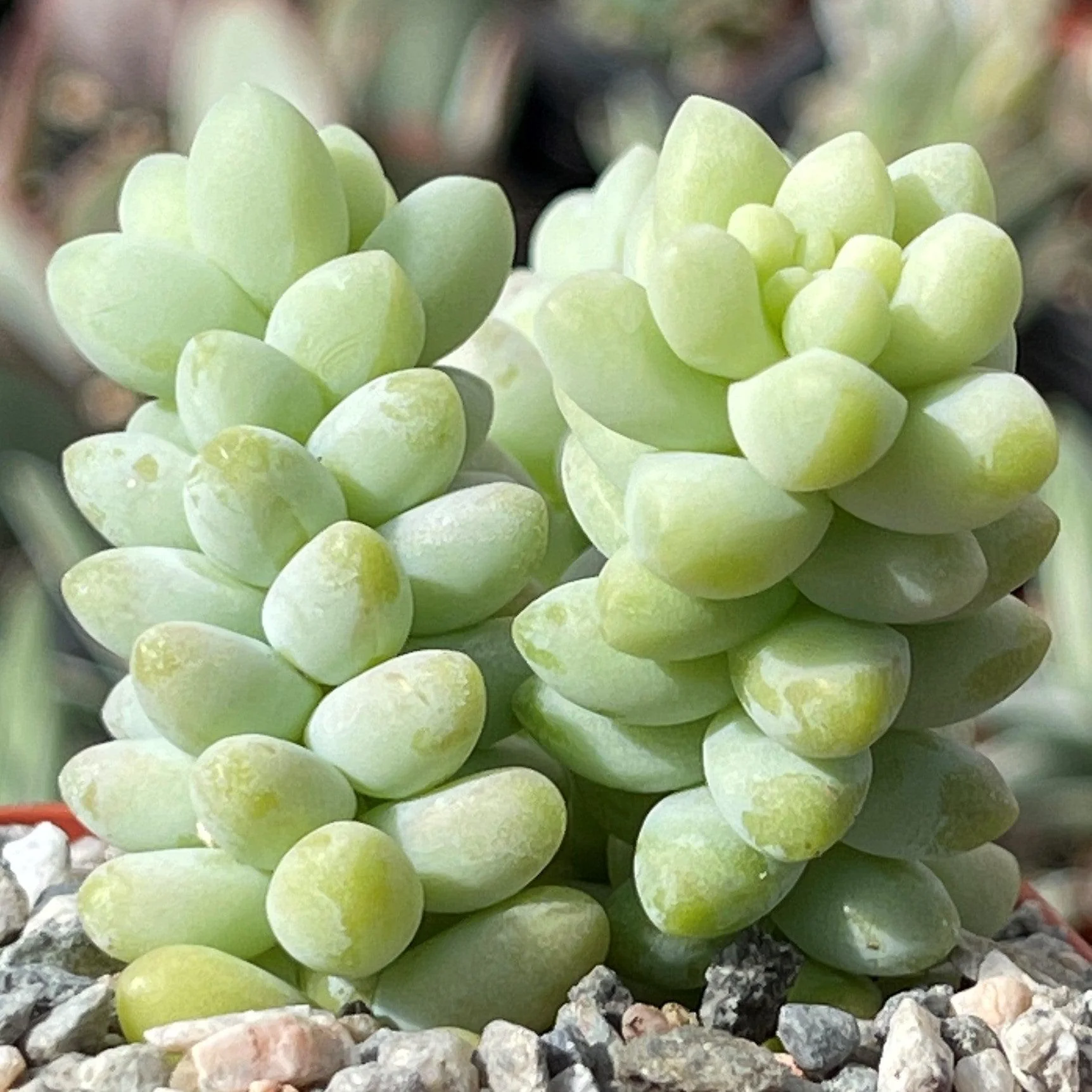 Burro��s Tail Succulent - Sedum morganianum ��Burrito��