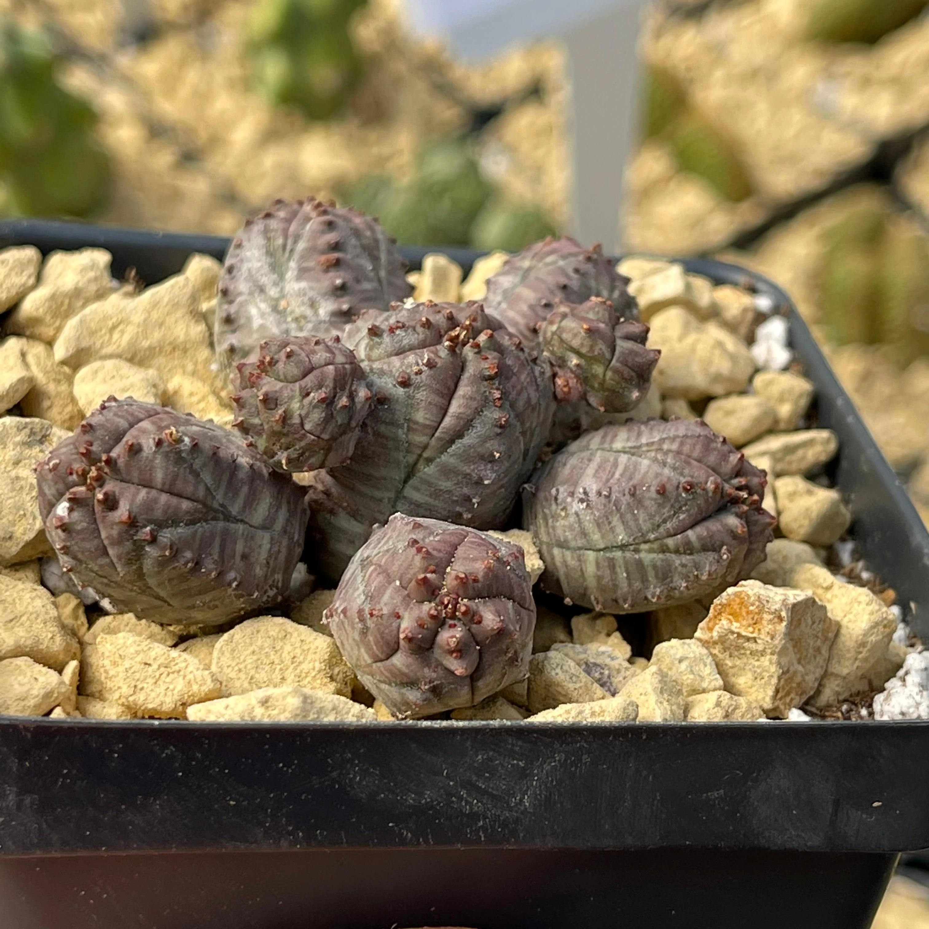 Euphorbia pseudoglobosa