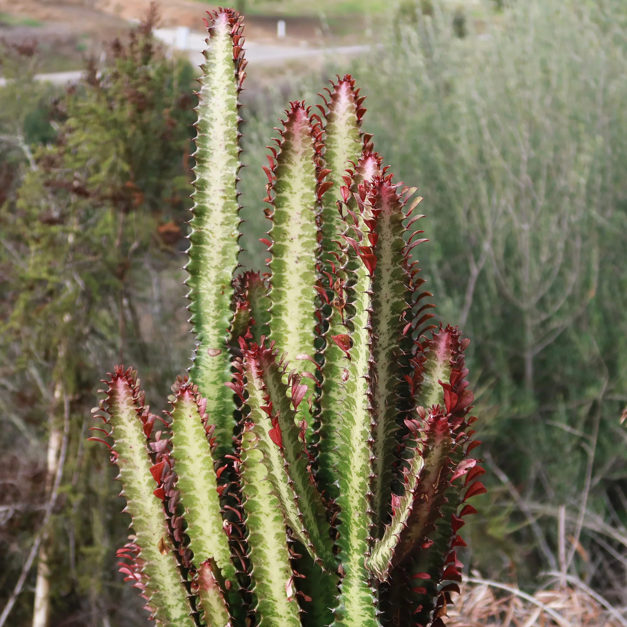 African Milk Tree - Euphorbia trigona 'Rubra'