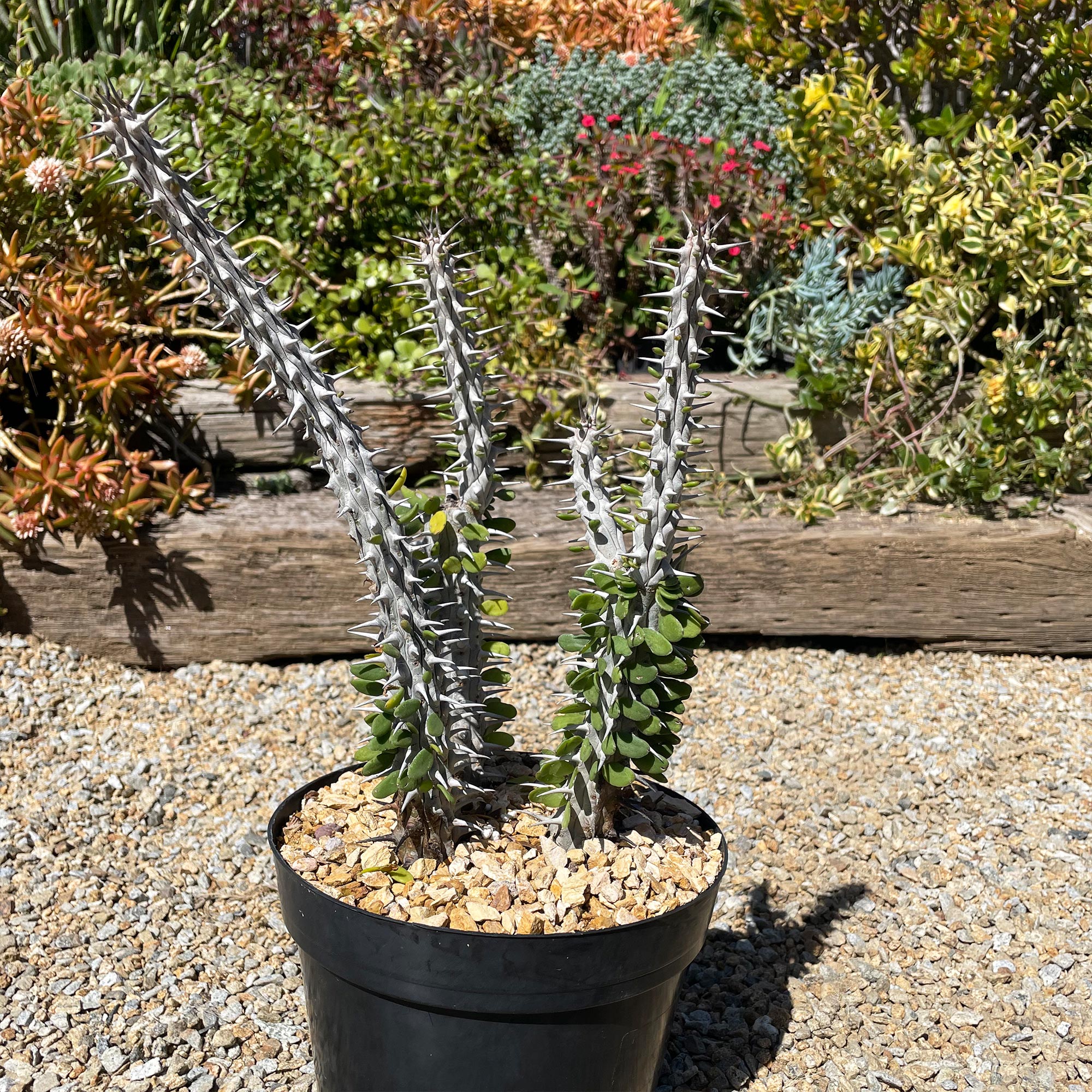 Madagascar ocotillo 'Alluaudia procera'