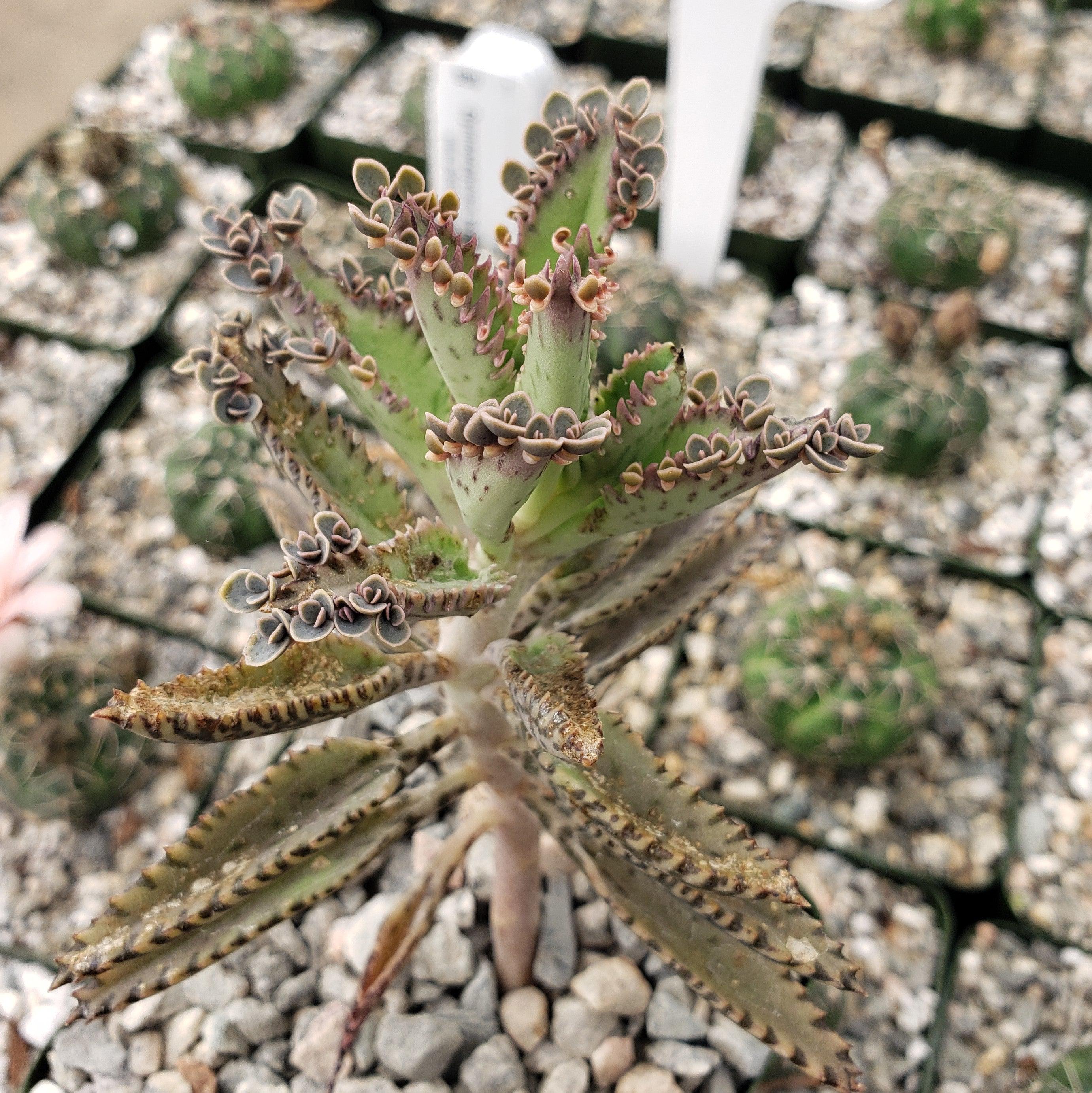 Hybrid Mother of Millions ��Kalanchoe houghtonii��