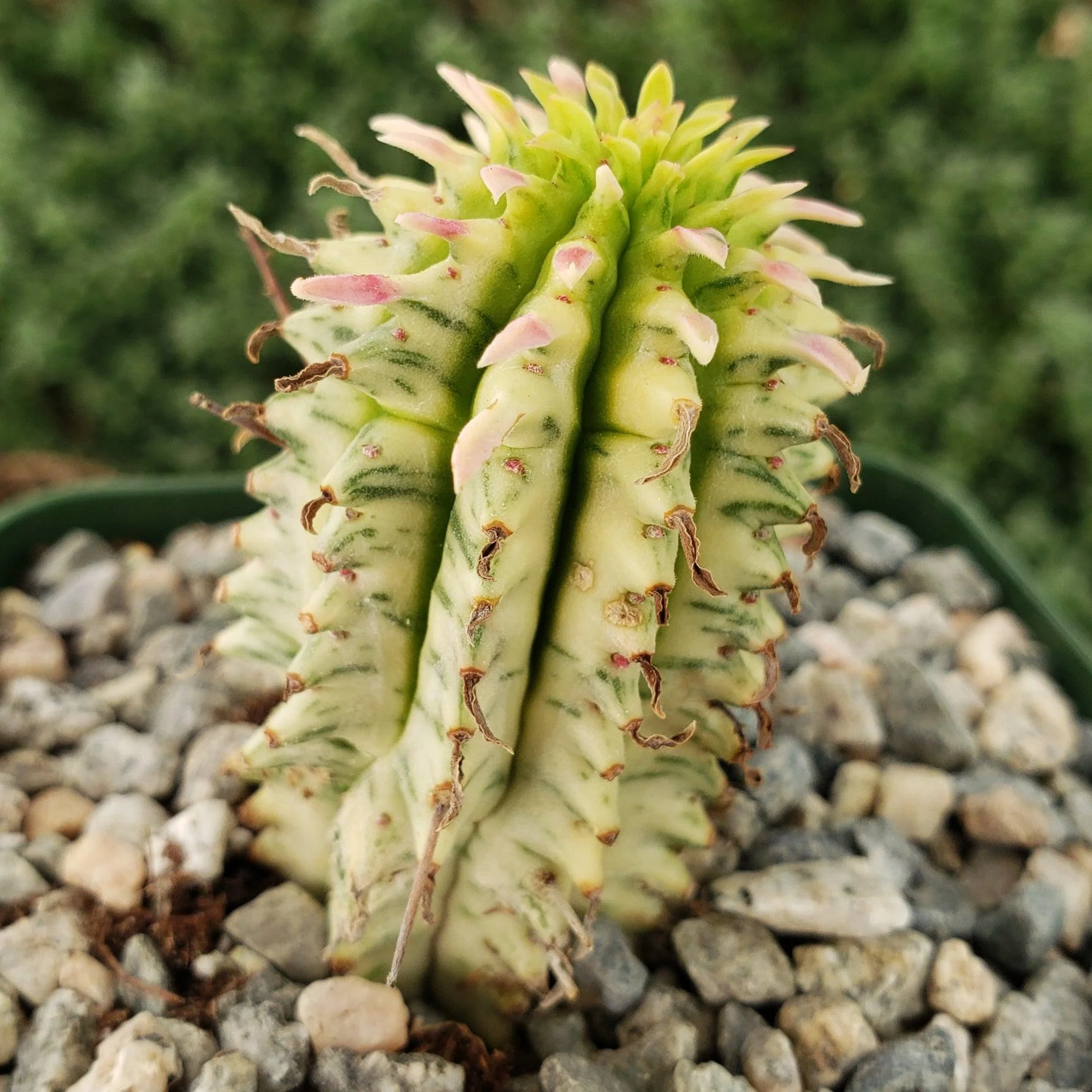 Euphorbia mammillaris variegata yellow 'Corn on the Cob'