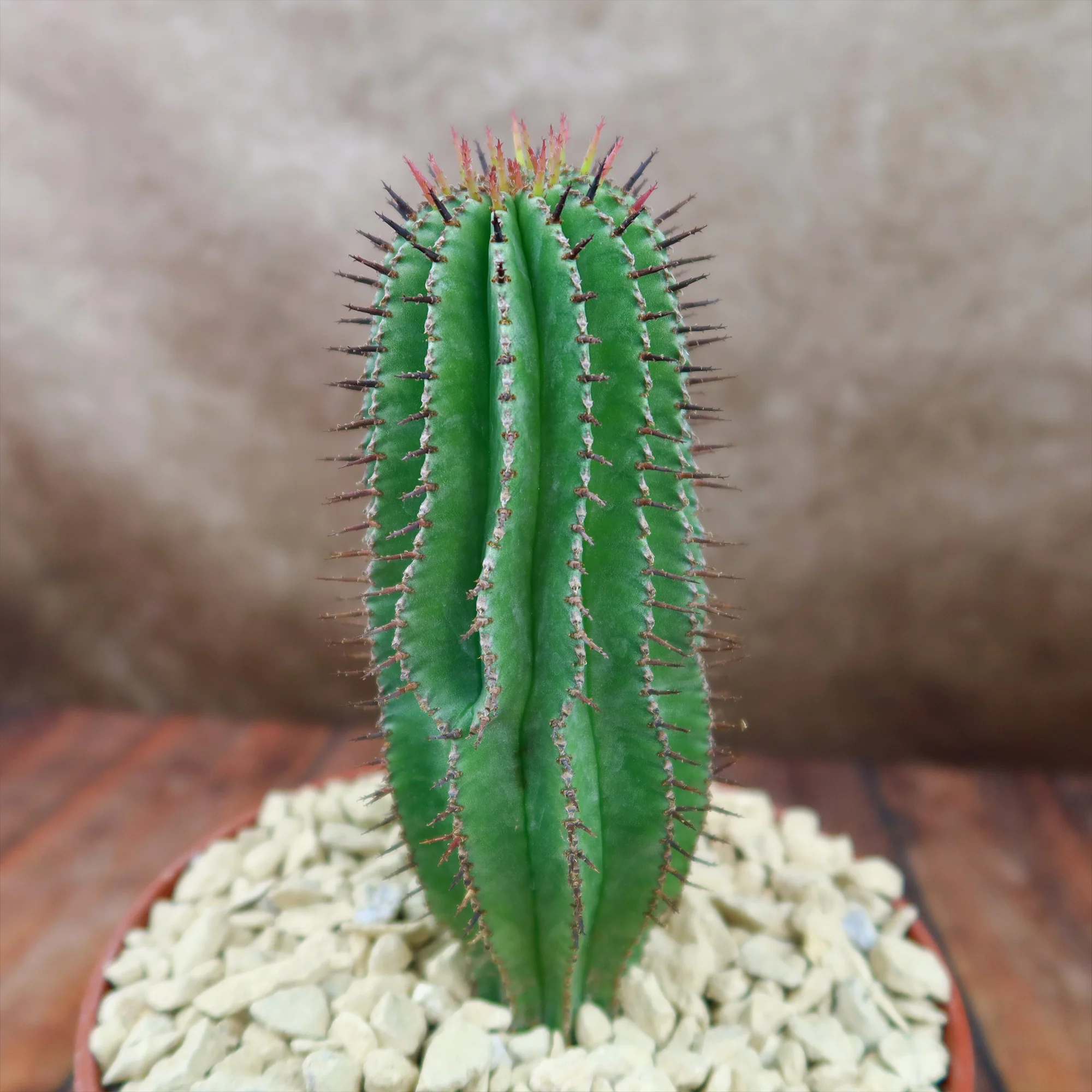 Milk Barrel Cactus ��Euphorbia cereiformis��