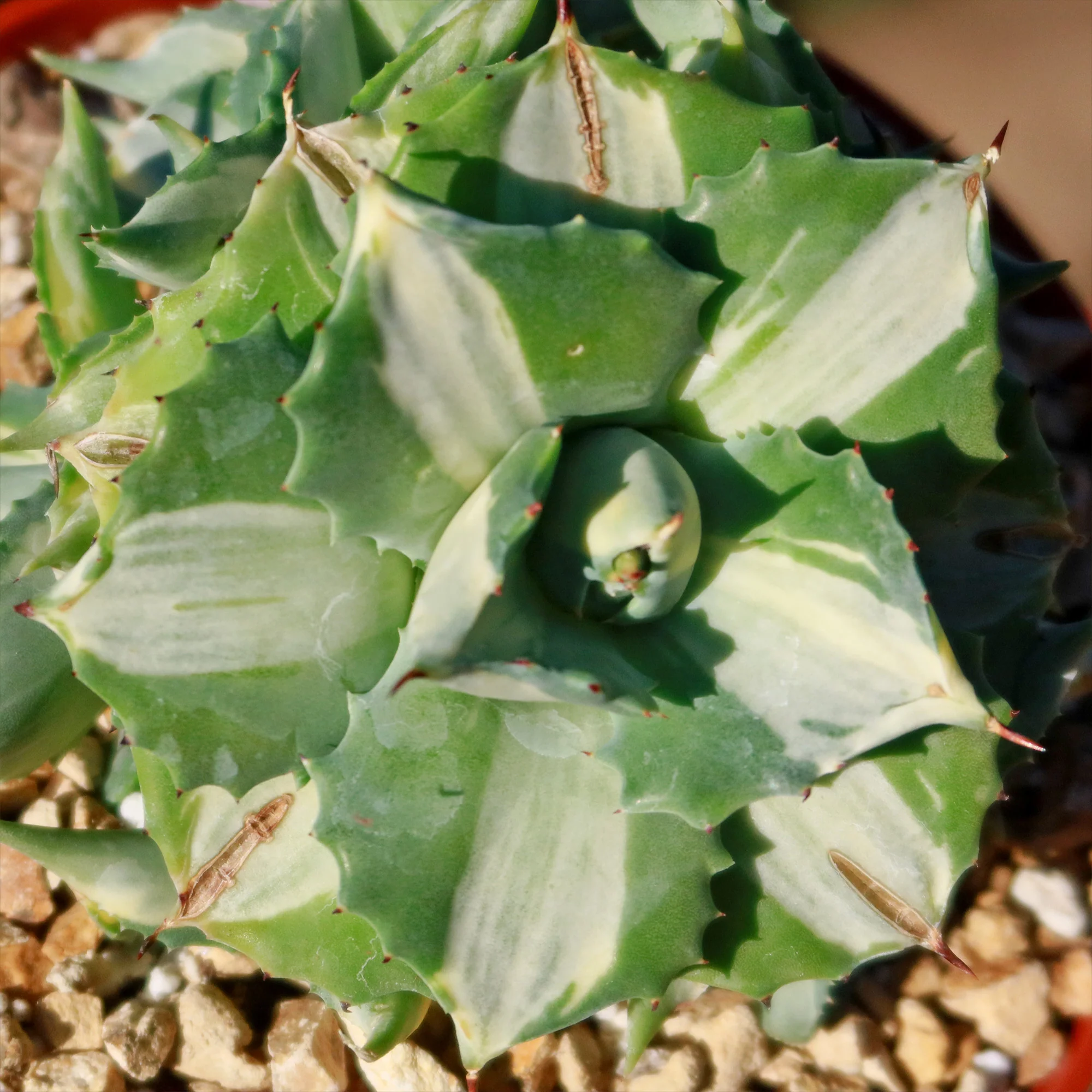 Variegated Dwarf Butterfly Agave - Agave isthmensis 'Ohi Raijin Shiro Nakafu'