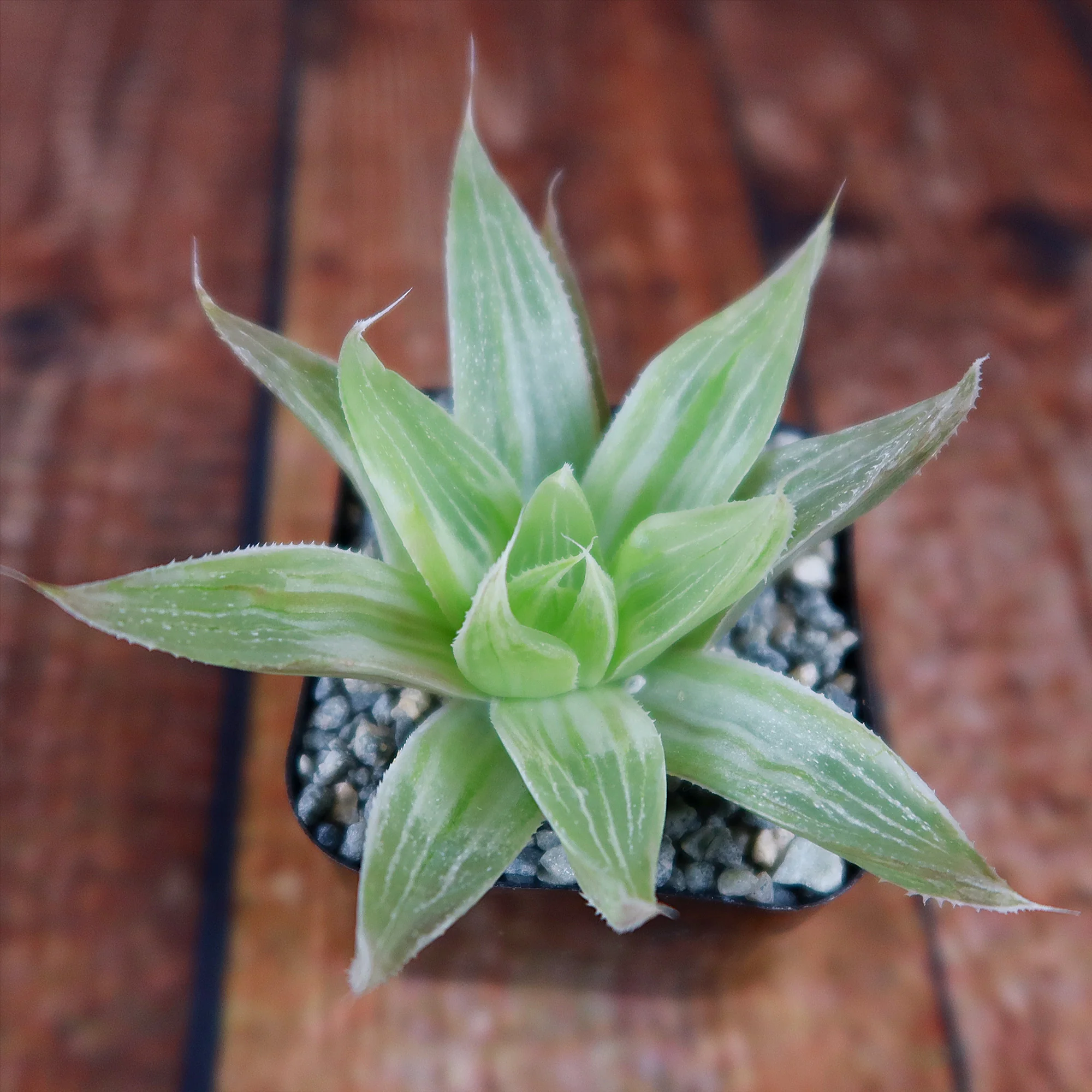 Haworthia  White Ghost