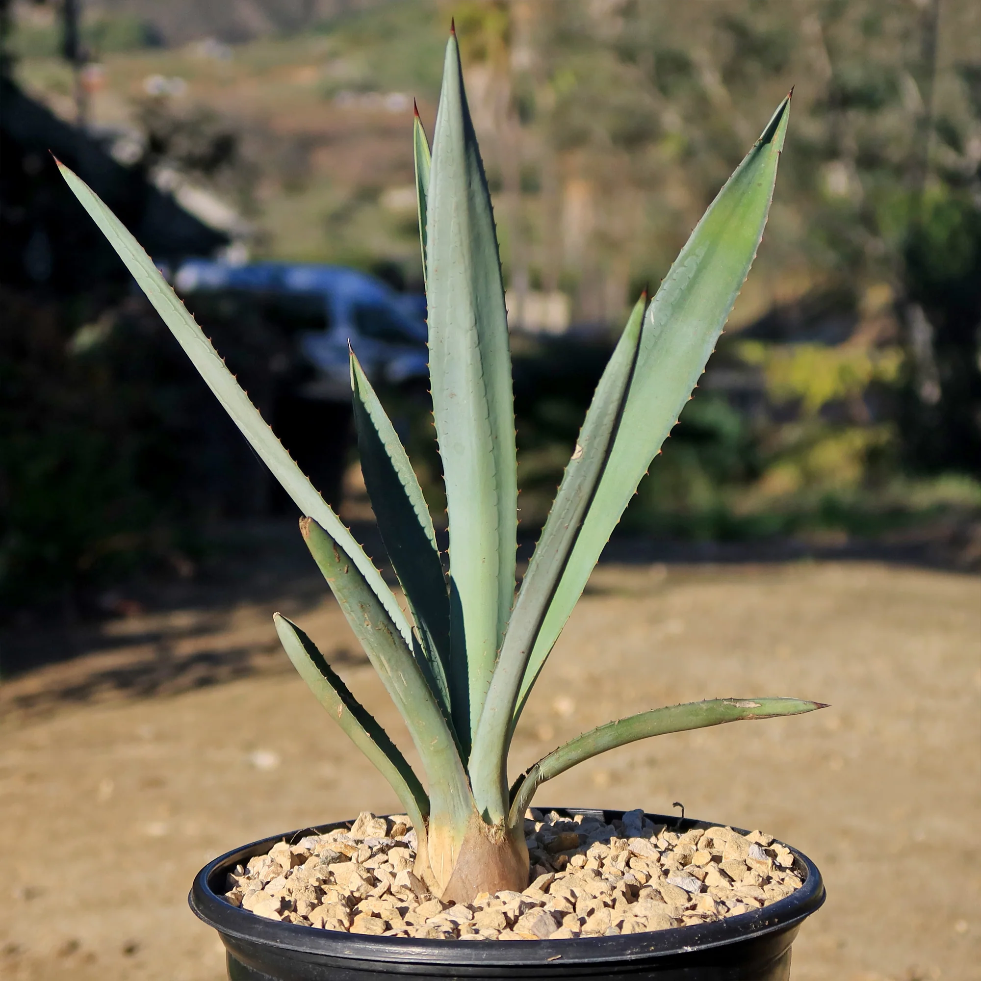 Blue agave - Agave Tequilana 'Tequila Plant'