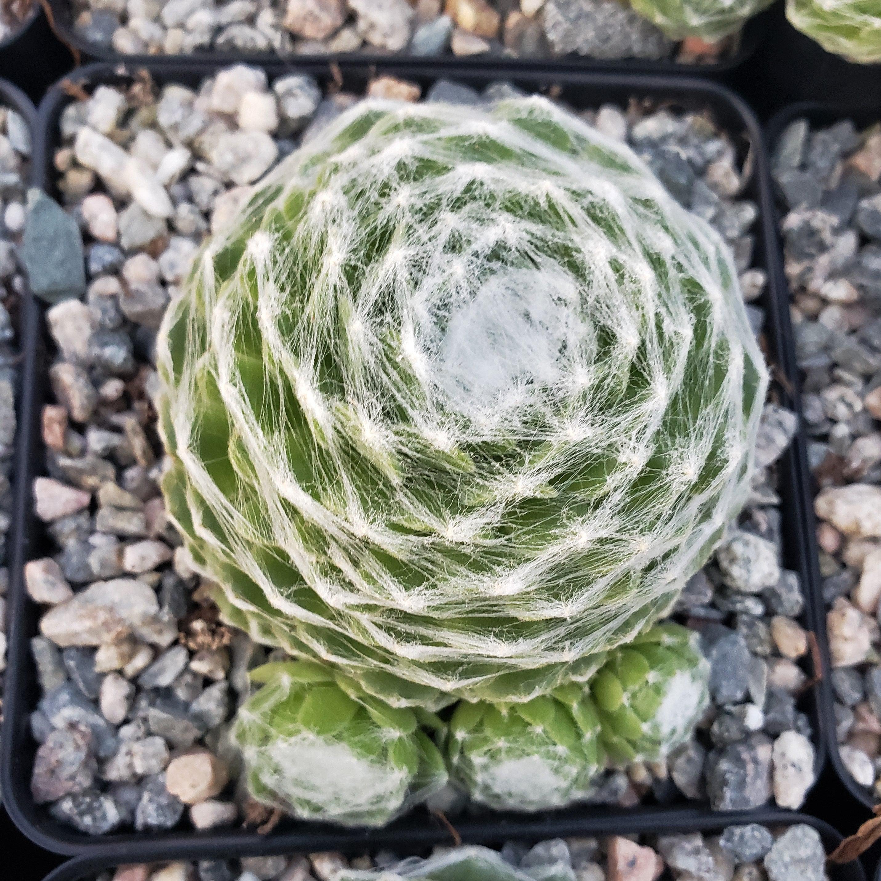Cobweb Hens and Chicks - Sempervivum arachnoideum