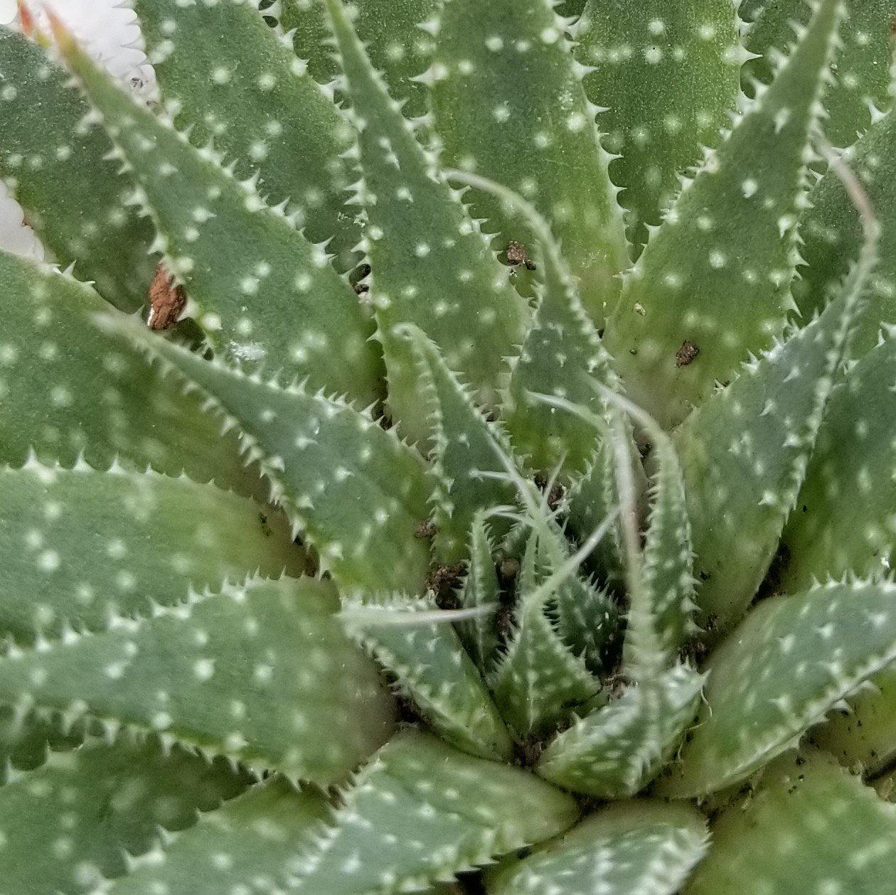 'Lace Aloe - Aloe aristata'