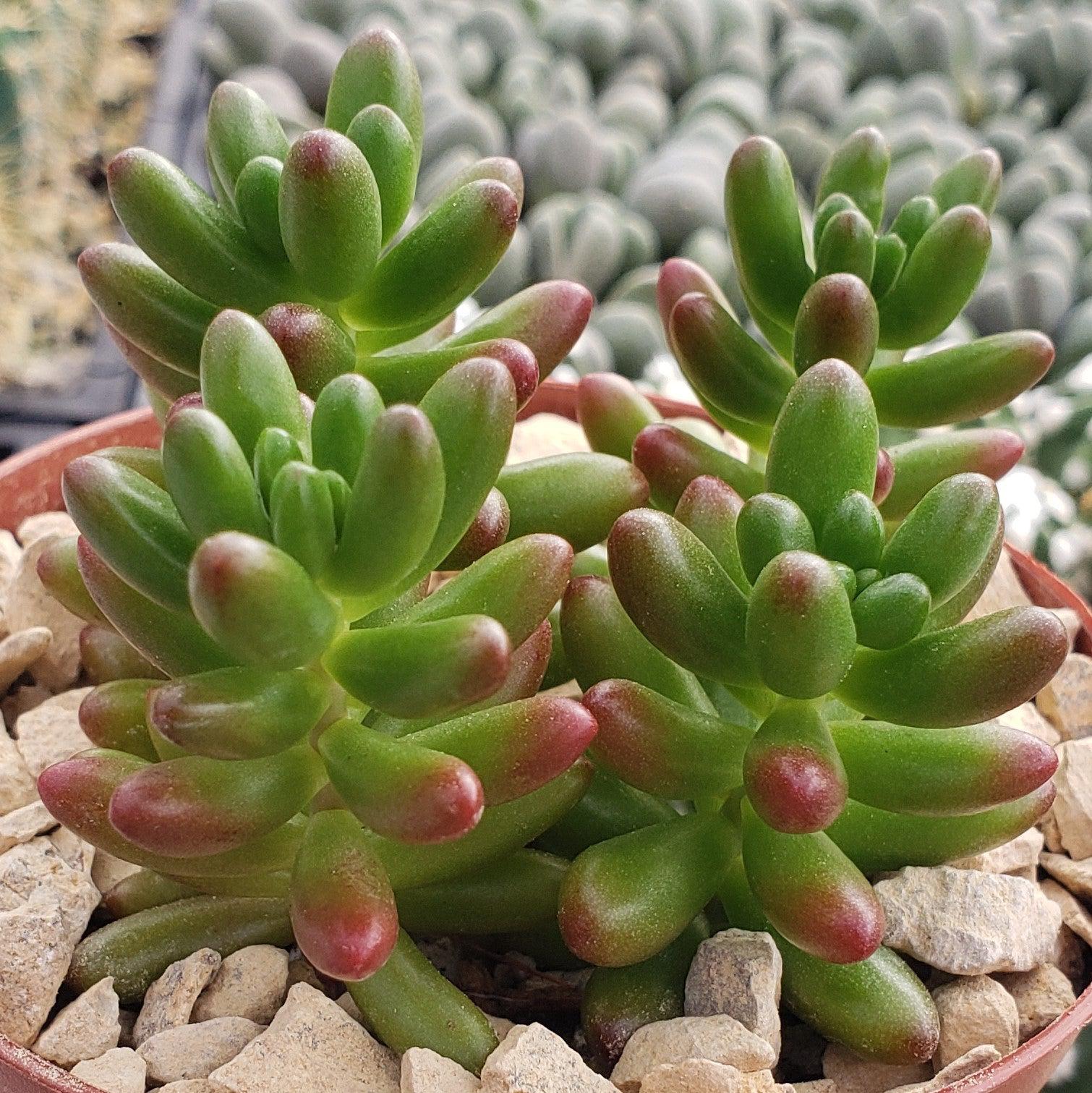Jelly Bean Succulent 'Sedum rubrotinctum'