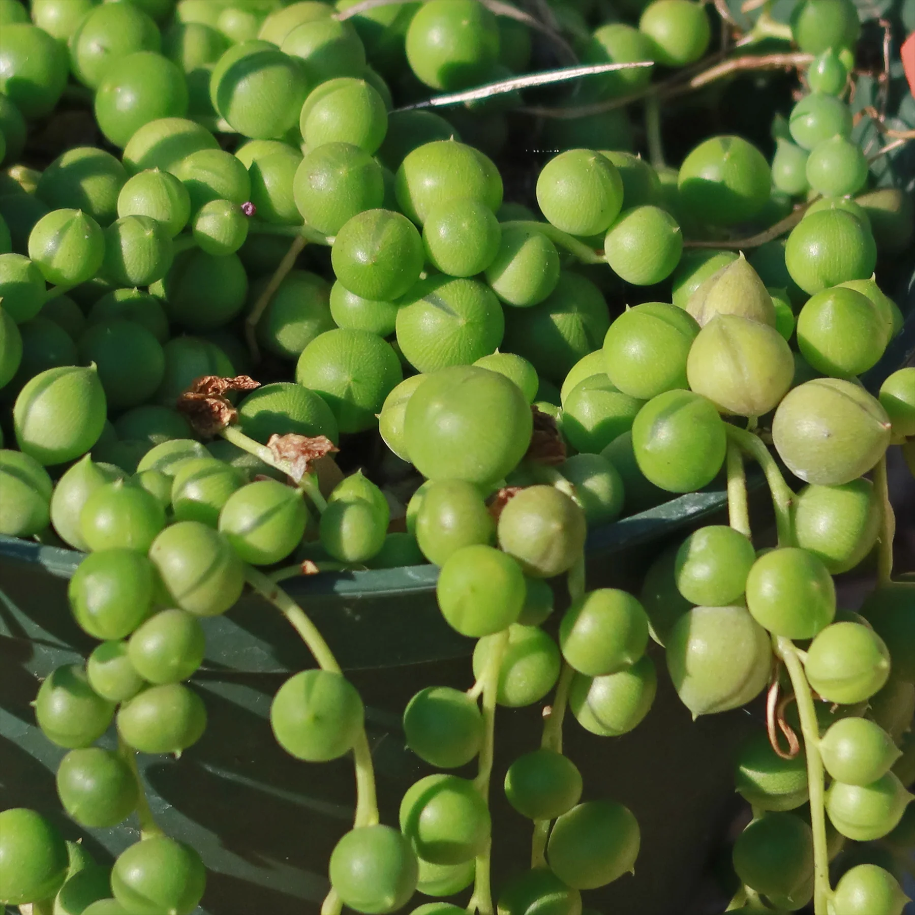 String of Pearls 'Senecio rowleyanus'