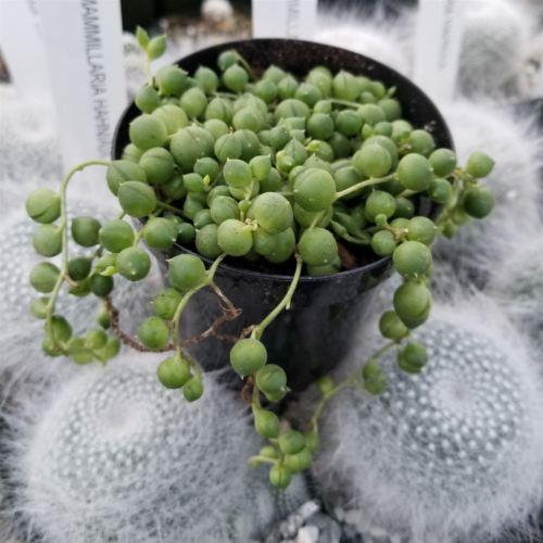 String of Pearls 'Senecio rowleyanus'