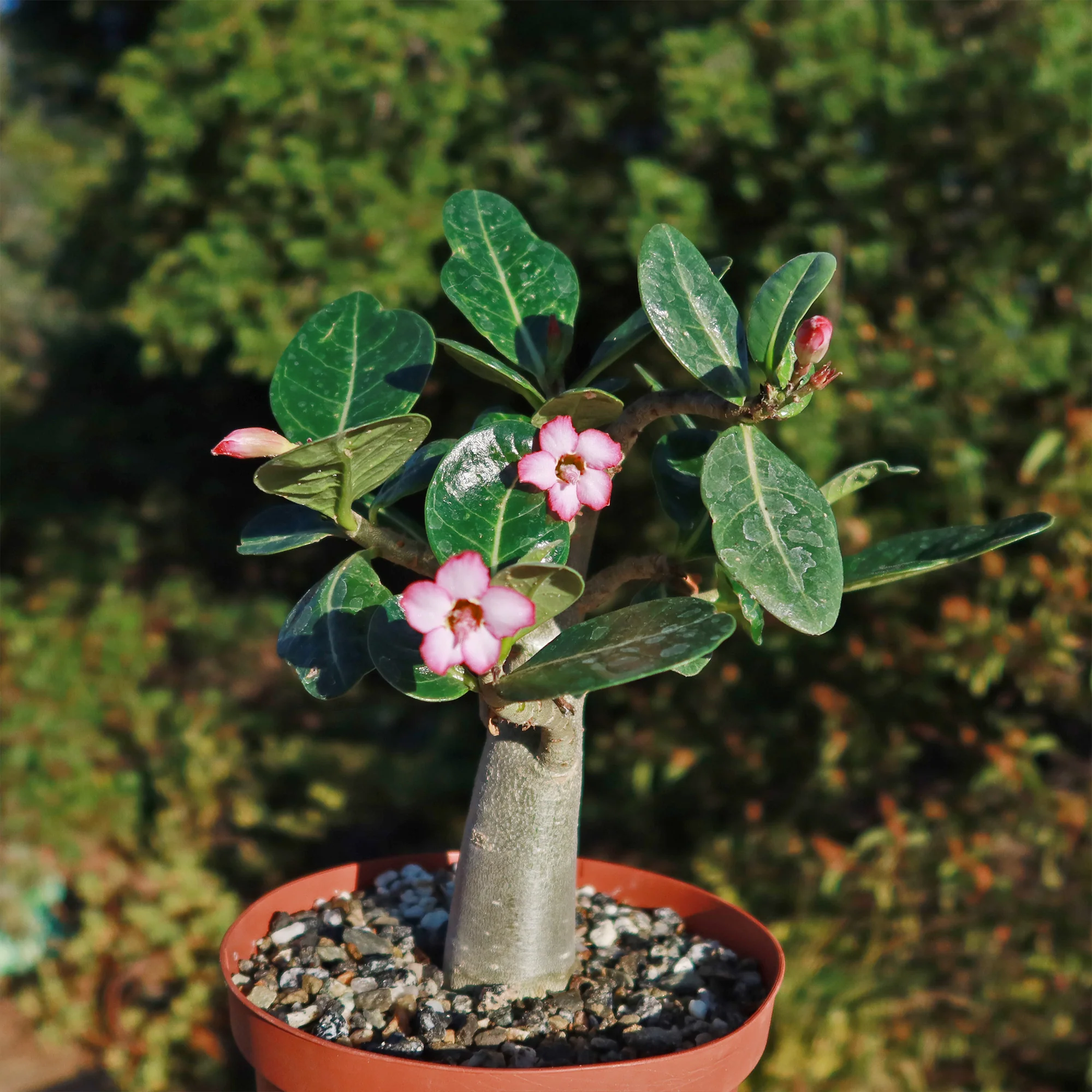 Desert Rose 'Adenium obesum'