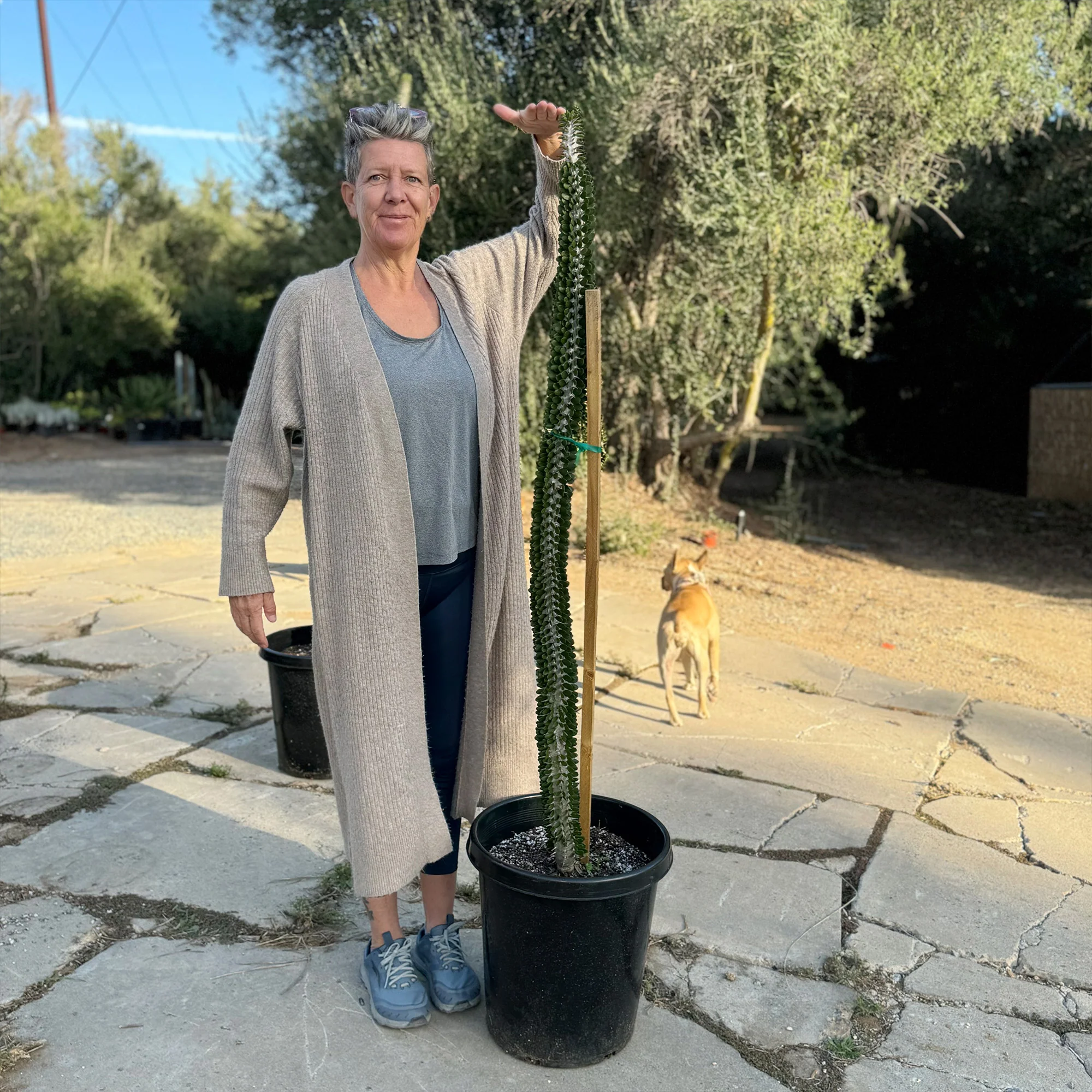 Madagascar ocotillo 'Alluaudia procera'