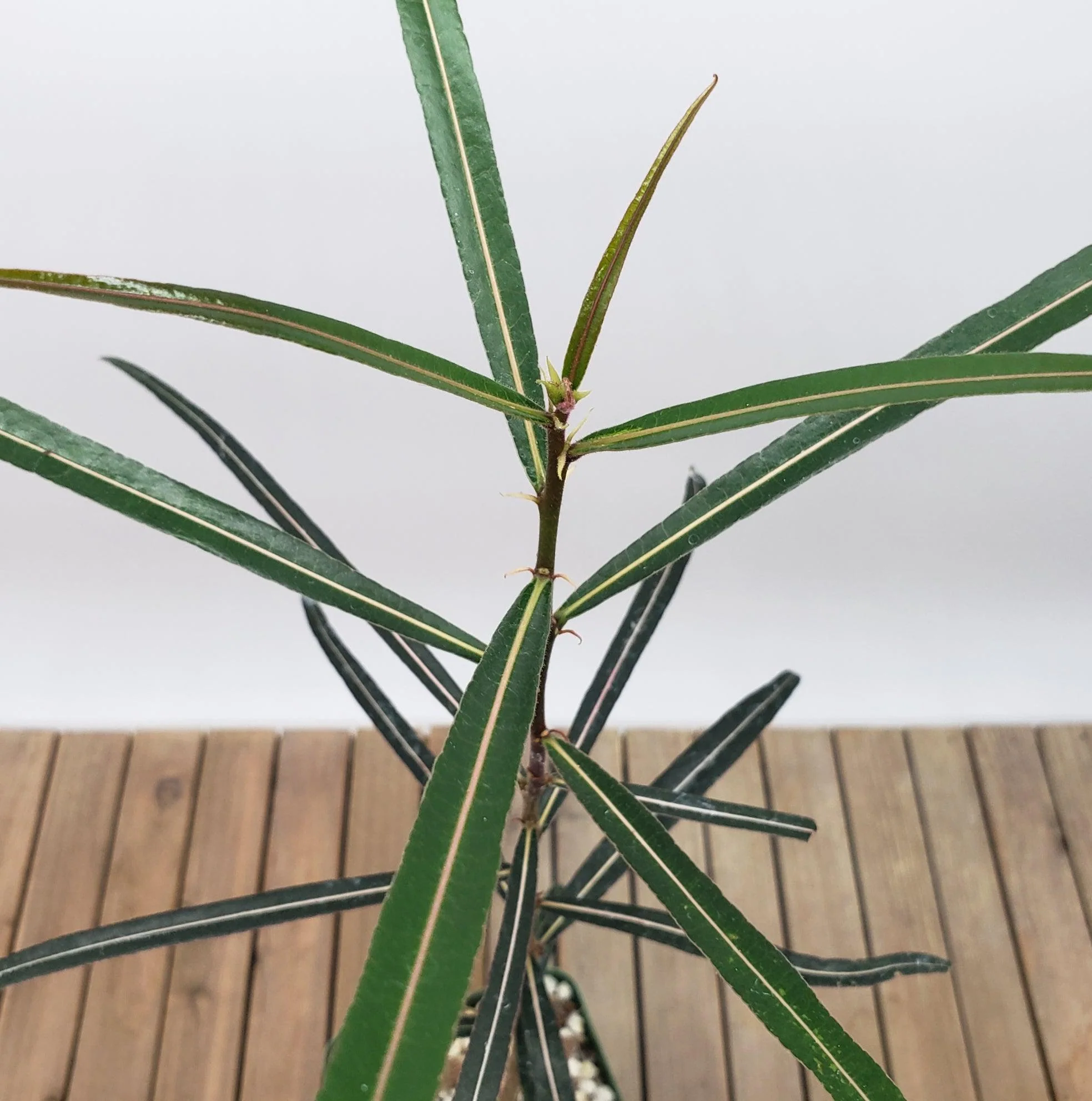 Queensland Bottle Tree 'Brachychiton rupestris'