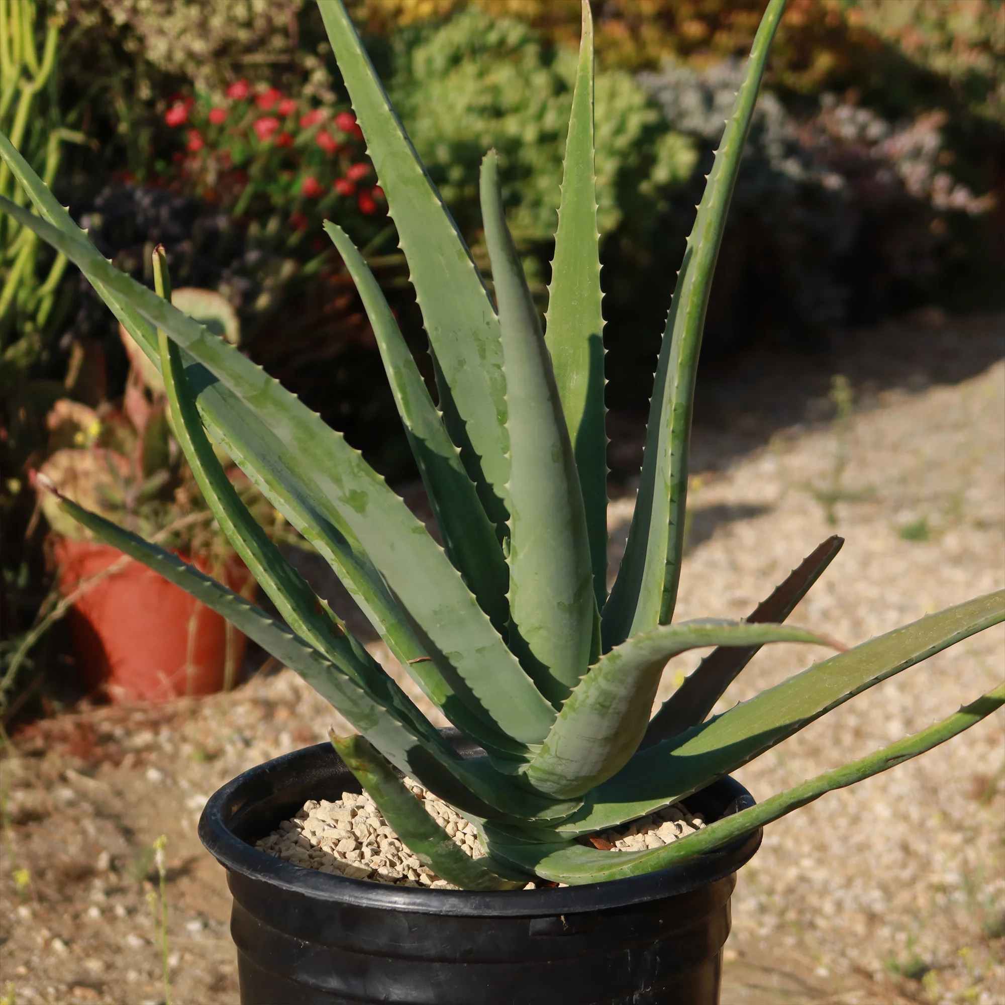 Aloe Vera - Aloe?barbadensis 'miller'