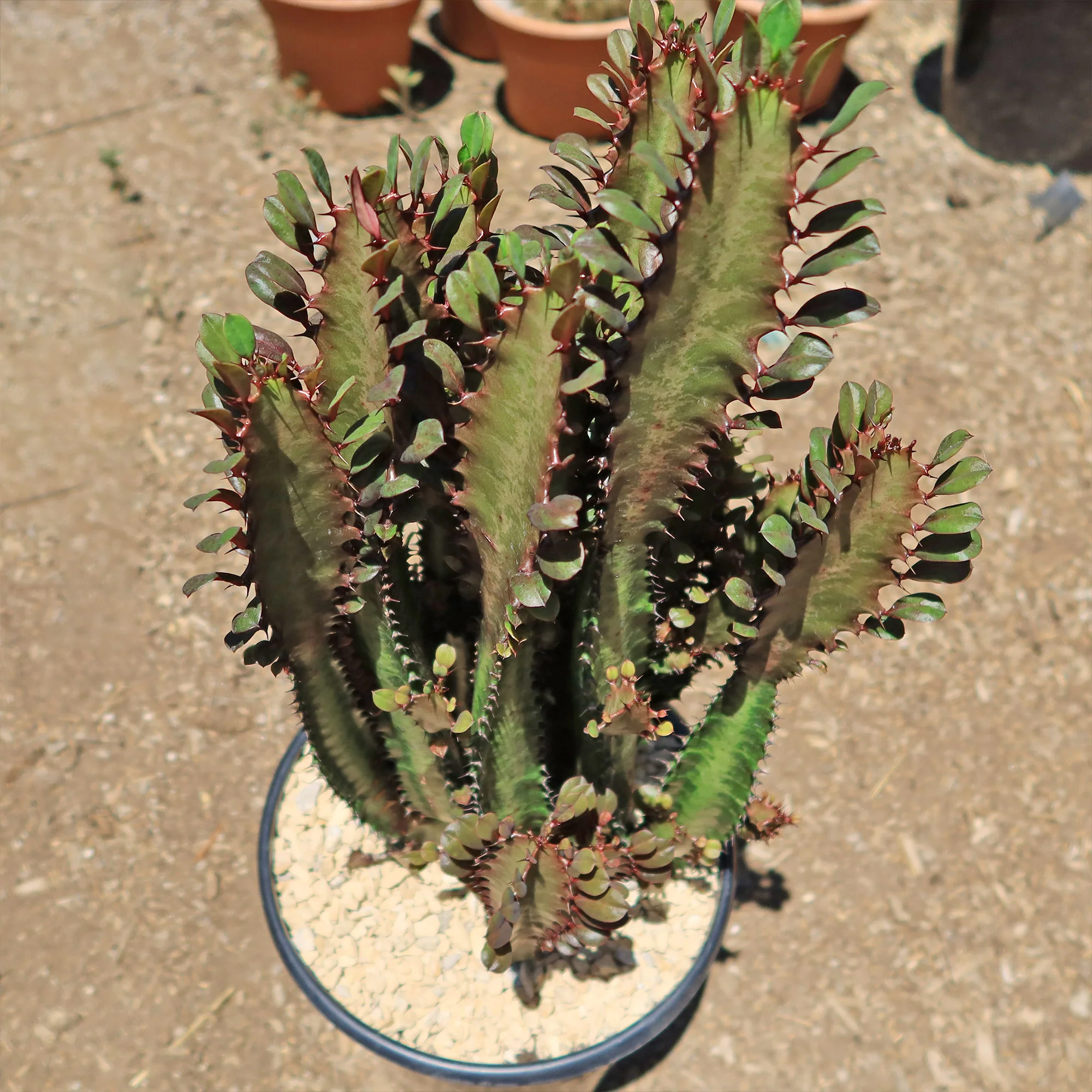 African Milk Tree - Euphorbia trigona 'Rubra'