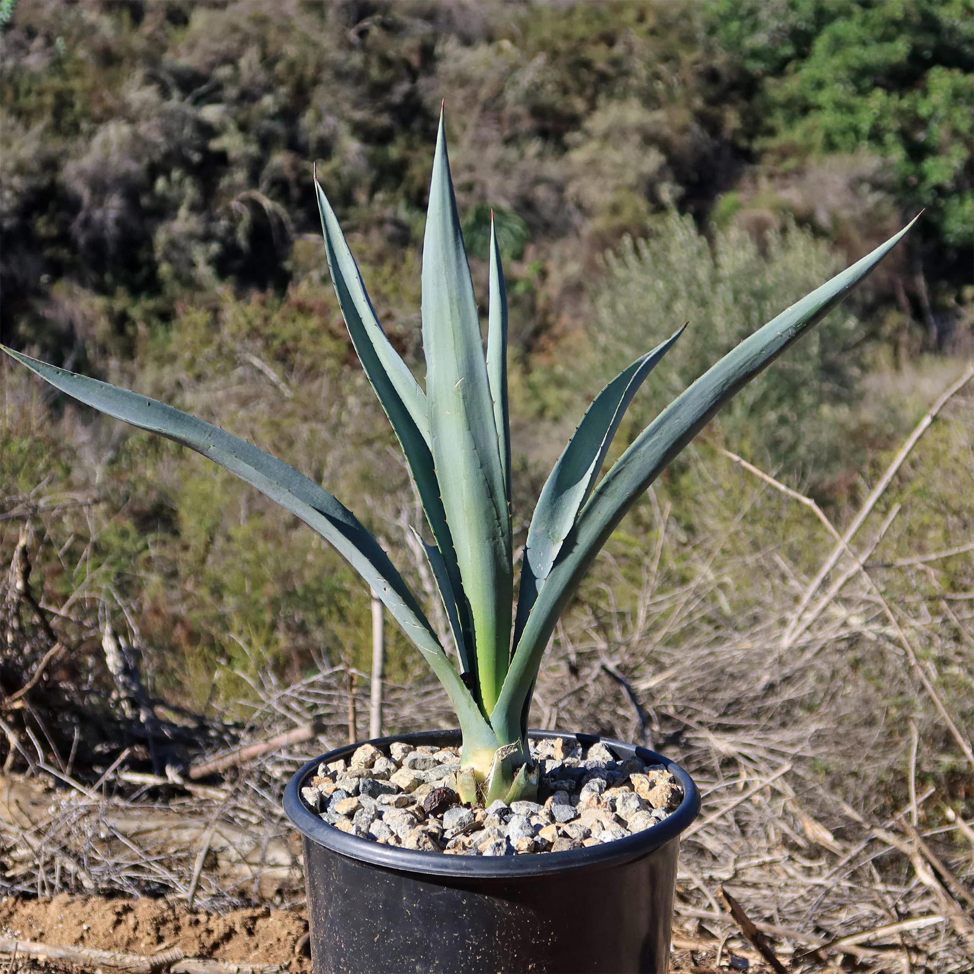 Blue agave - Agave Tequilana 'Tequila Plant'
