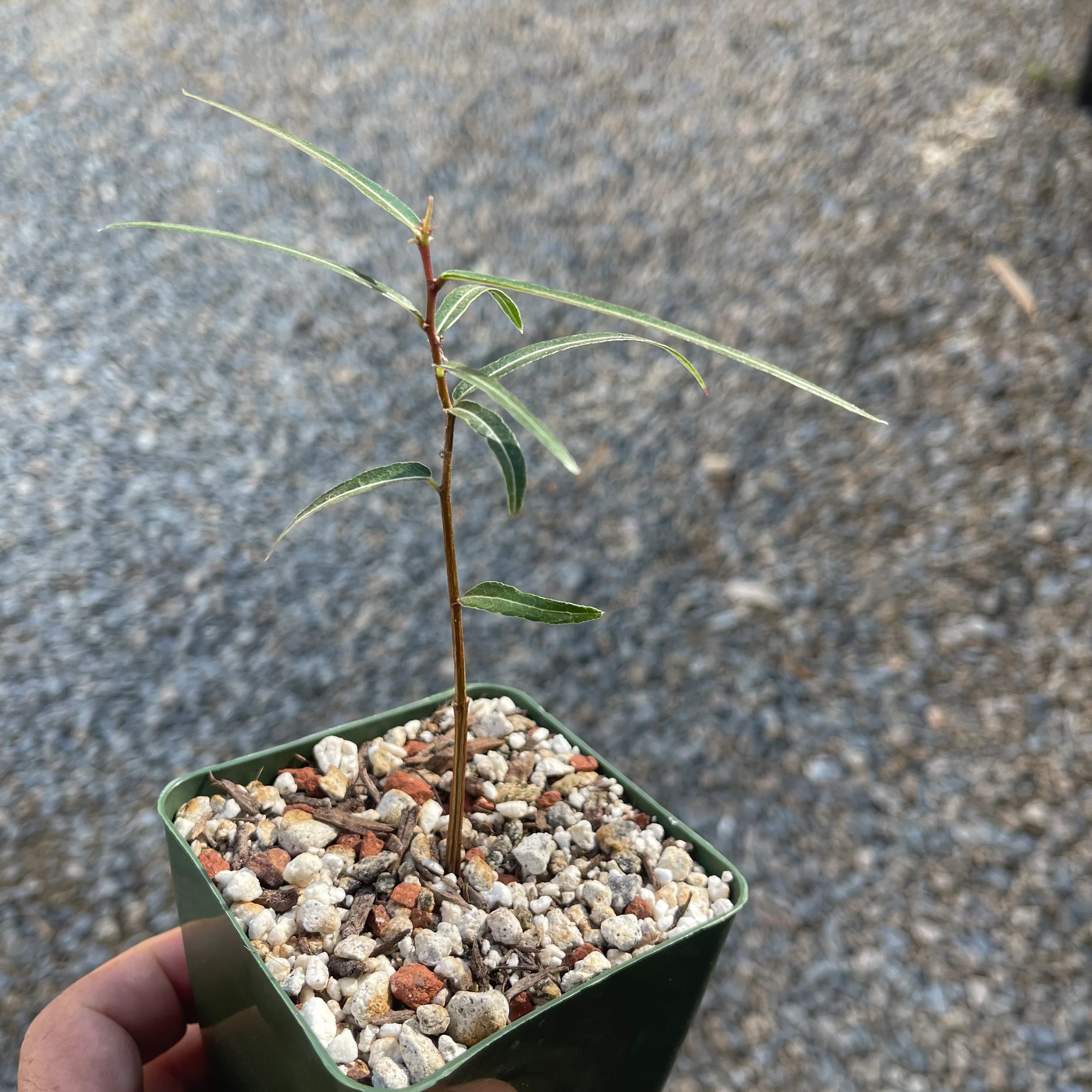Queensland Bottle Tree 'Brachychiton rupestris'