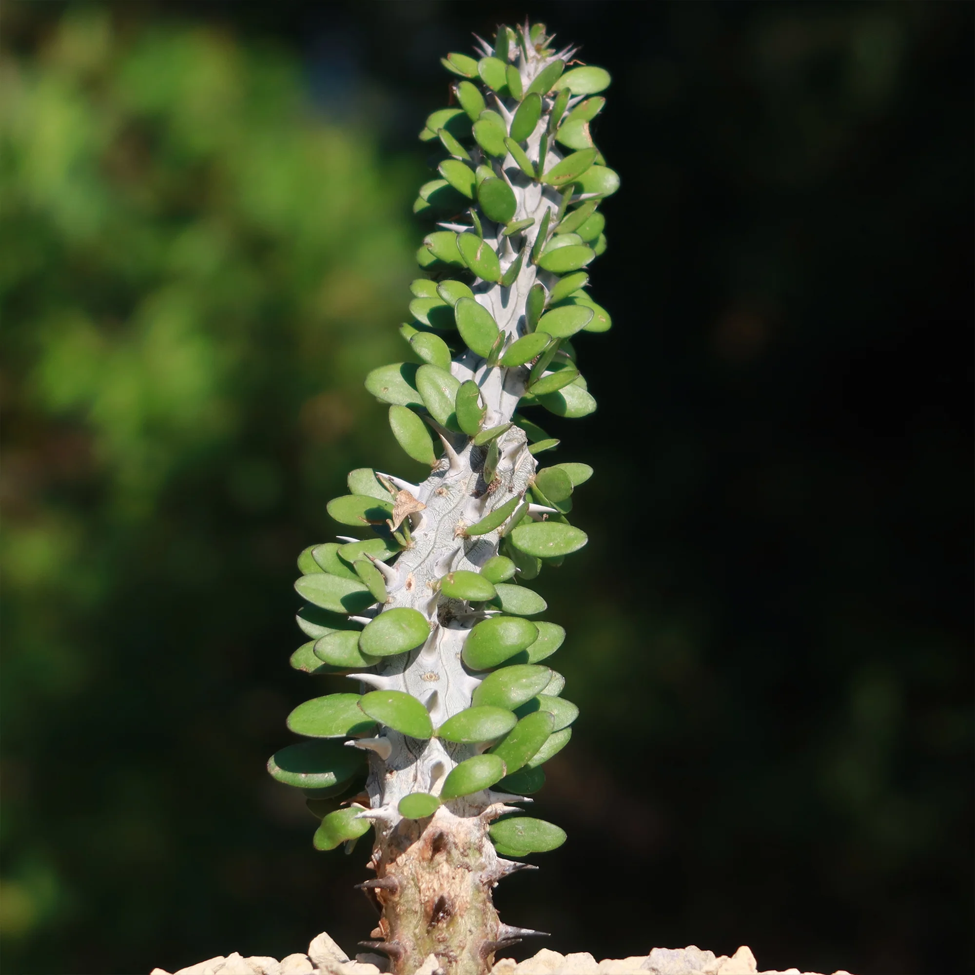 Madagascar ocotillo 'Alluaudia procera'