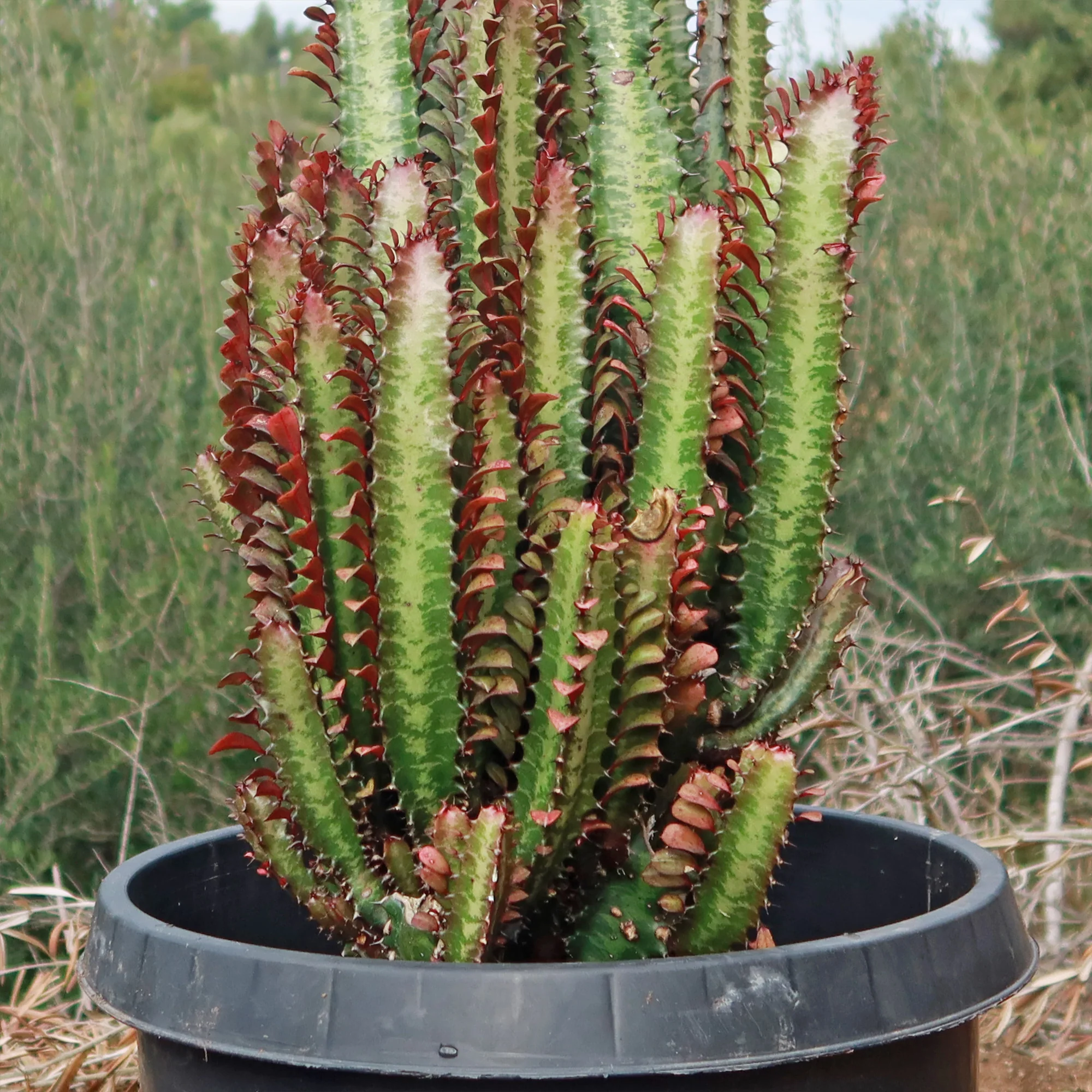 African Milk Tree - Euphorbia trigona 'Rubra'