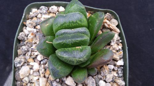 Haworthia truncata v. maughanii