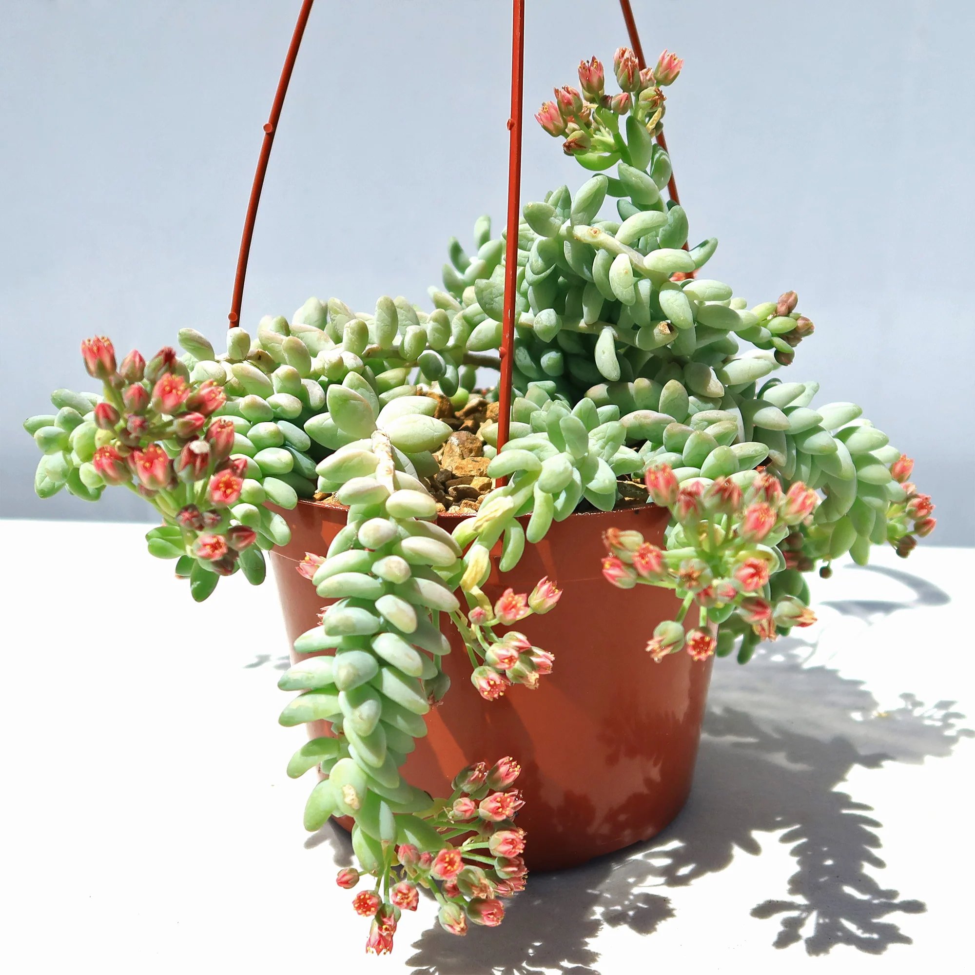 Burro��s Tail Succulent - Sedum morganianum ��Burrito��