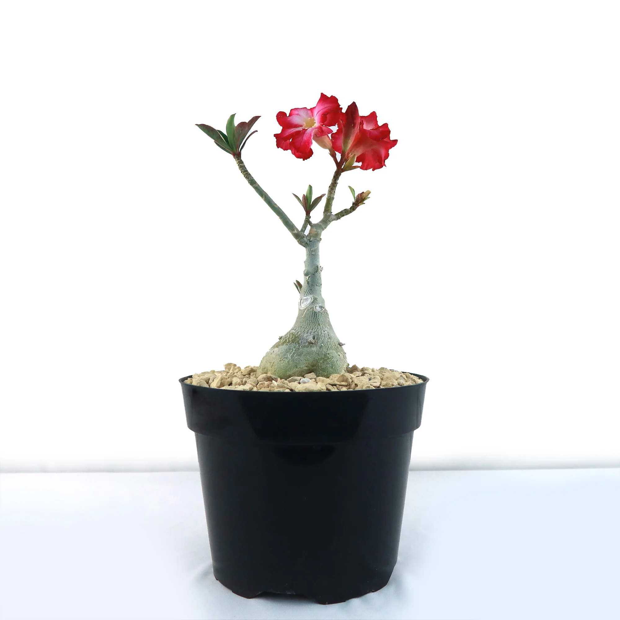 Desert Rose 'Adenium obesum'