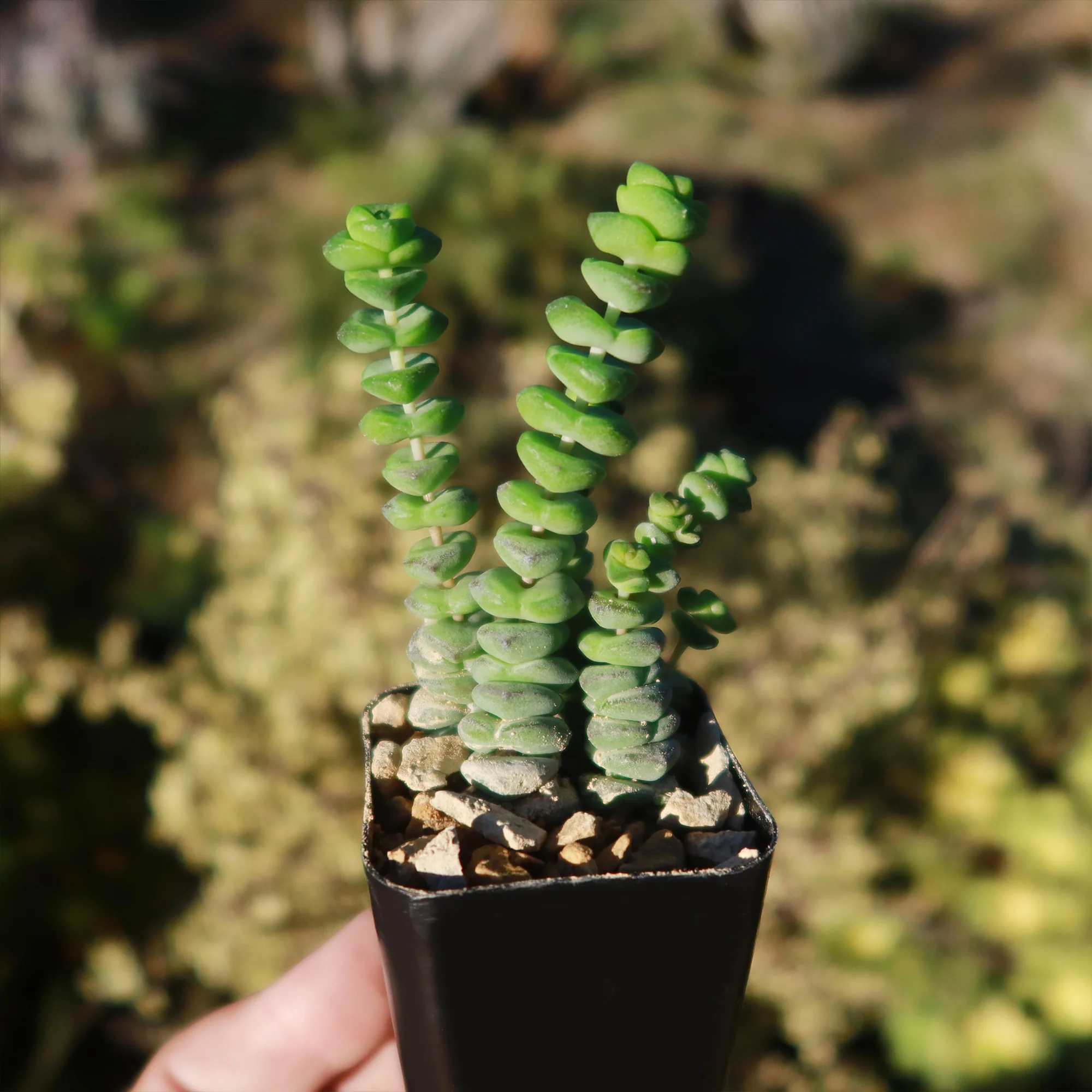 String of Buttons 'Crassula Perforata'