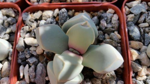 Lapidaria margarethae