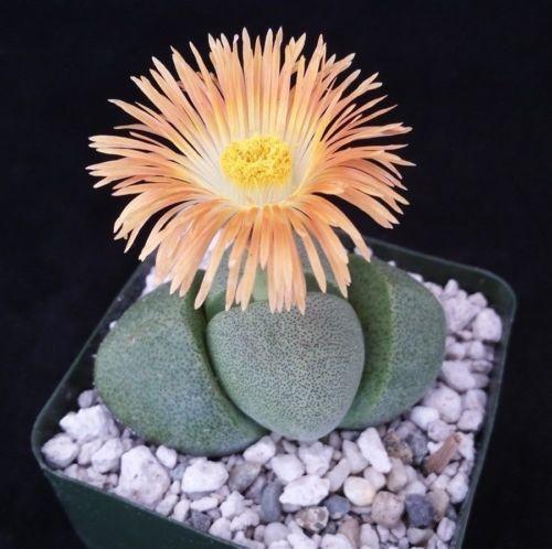 Split Rock Succulent 'Pleiospilos nelii' mesembs