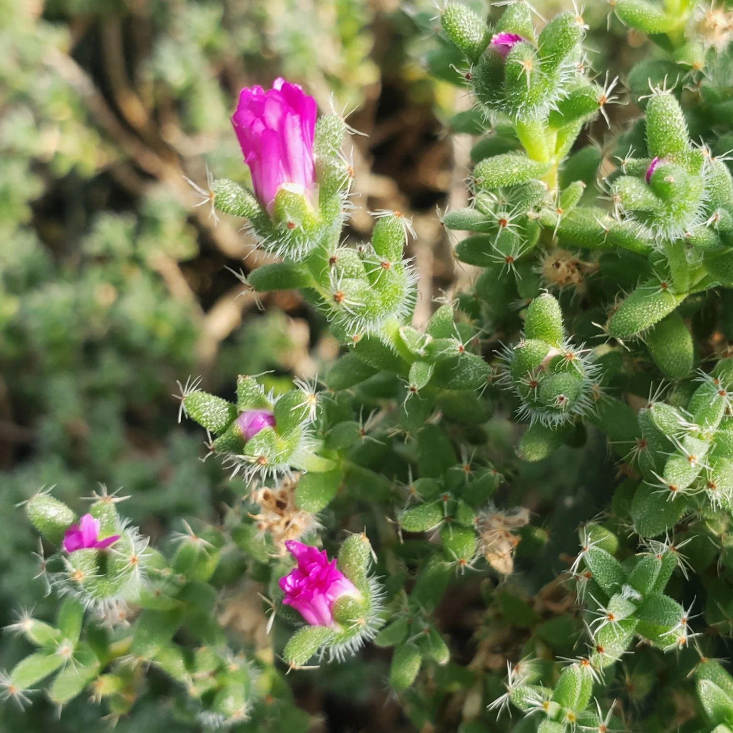 Trichodiadema bulbosom