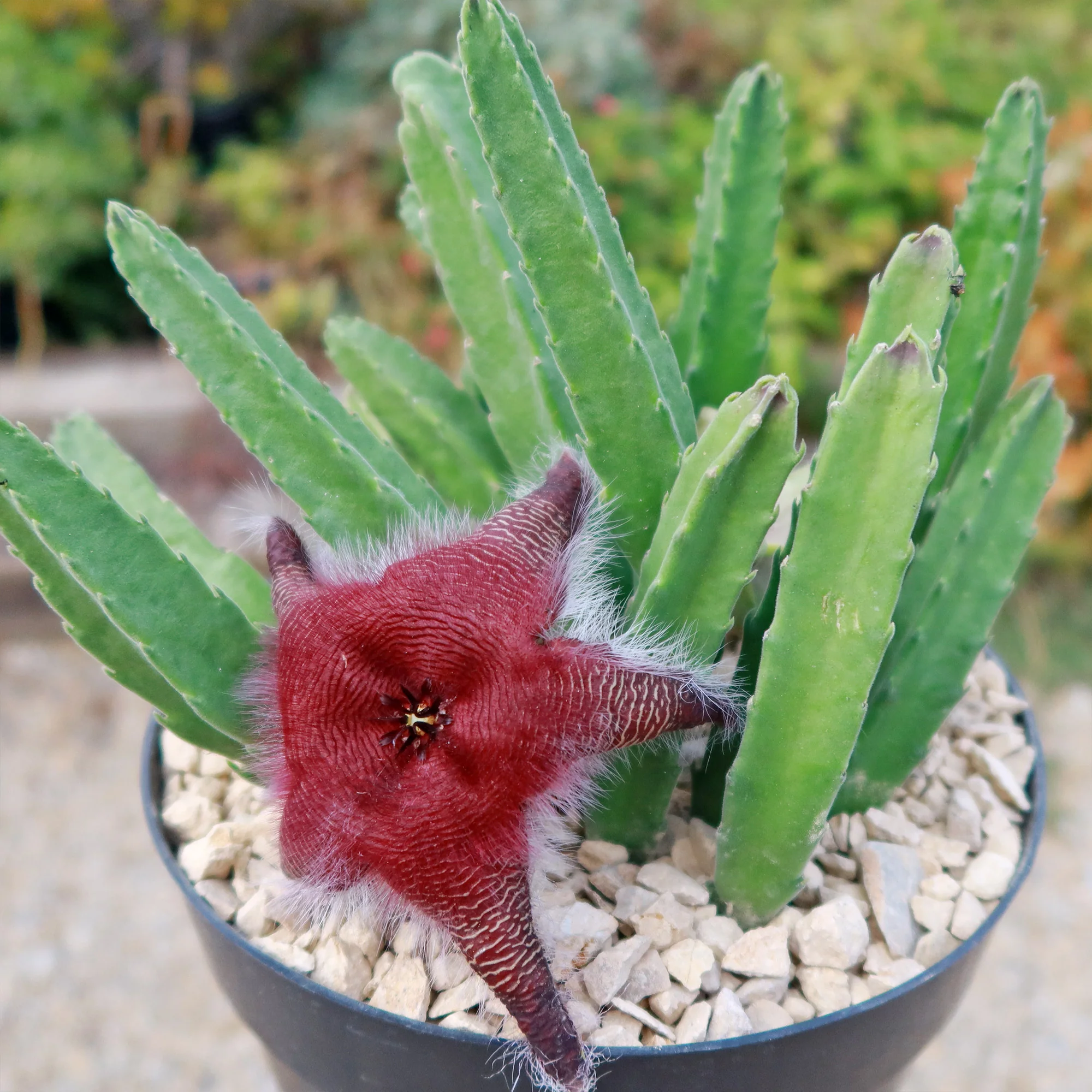 Giant Toad Plant ��Stapelia grandiflora��
