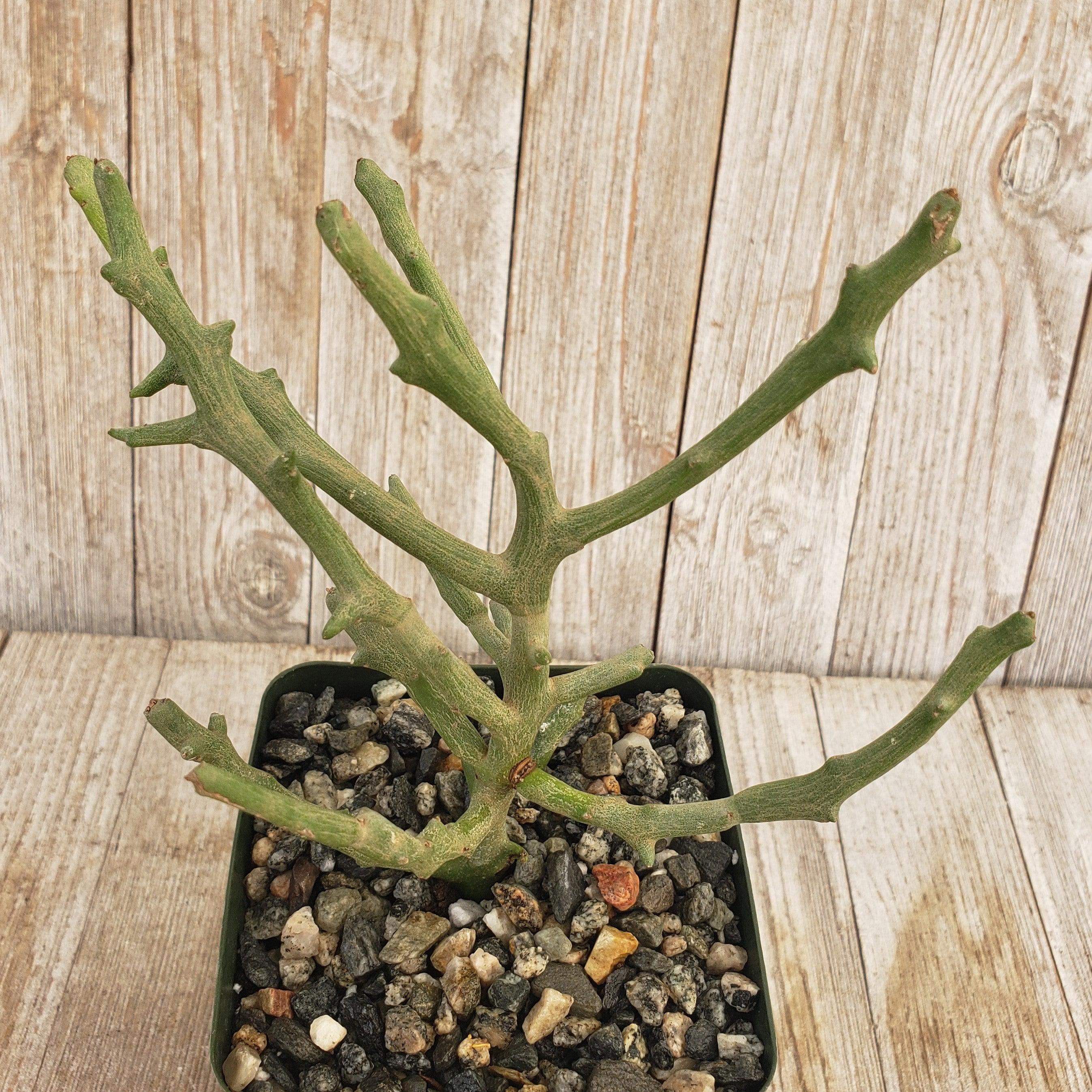 Euphorbia stenoclada spineless