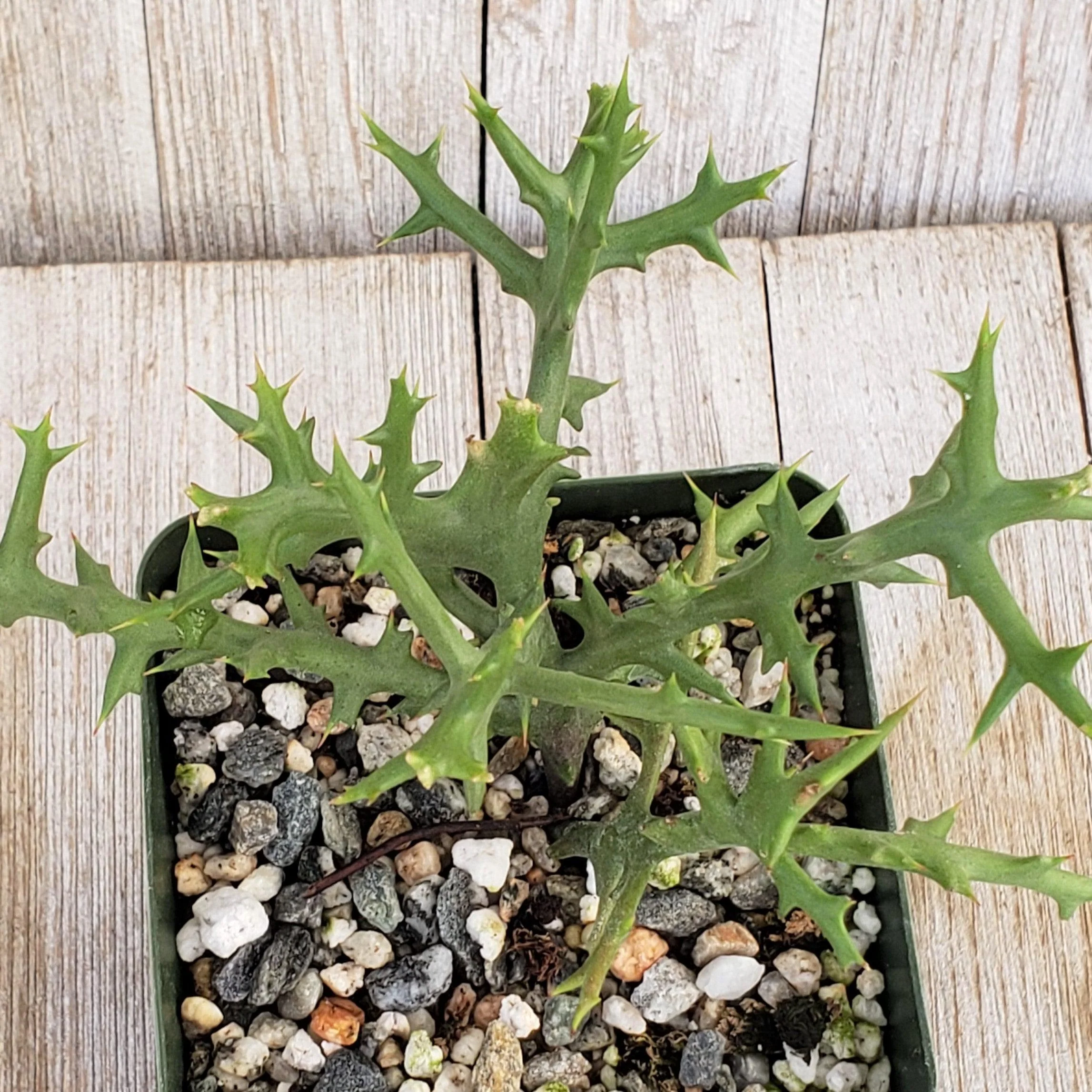 Euphorbia stenoclada